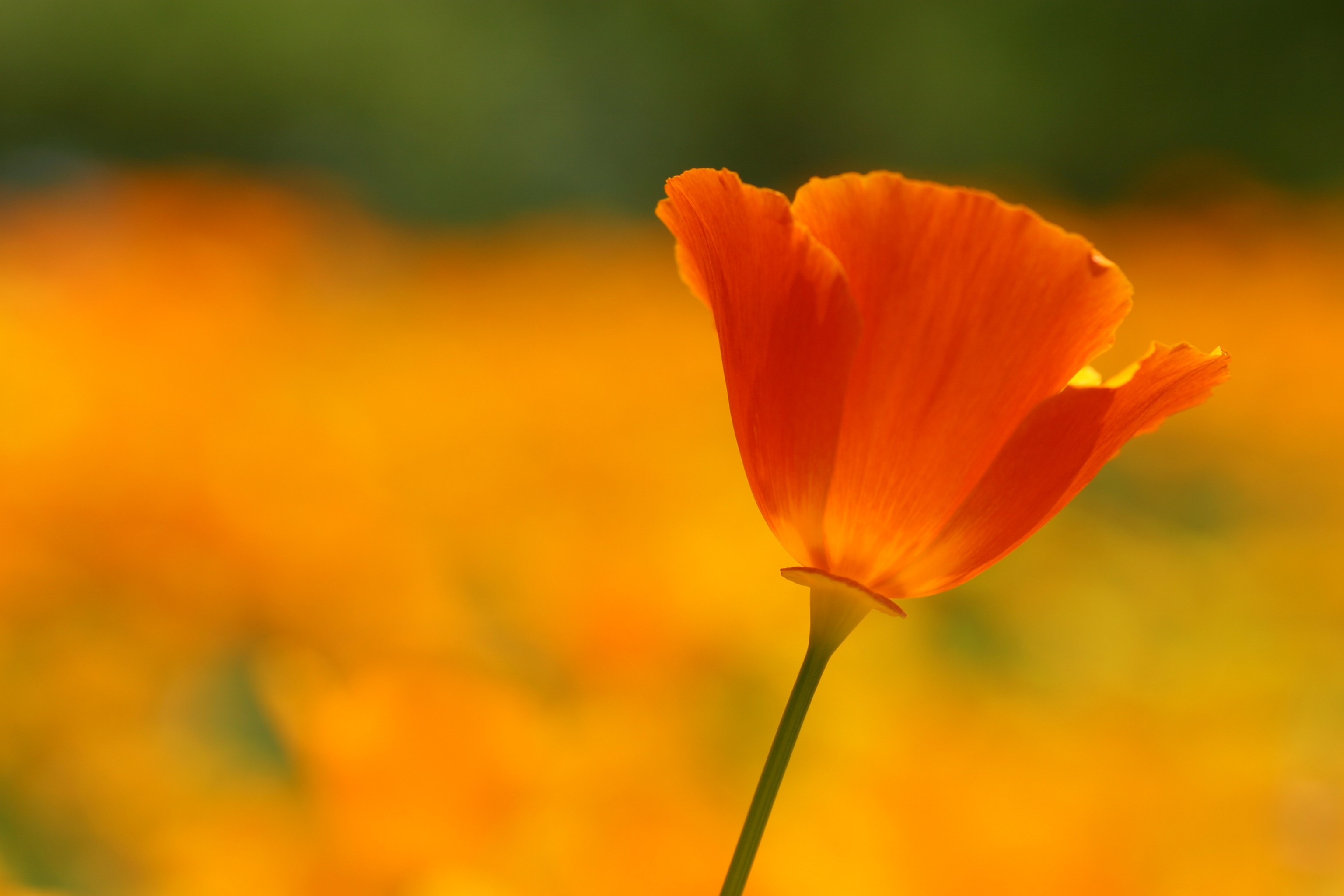 Бесплатное фото Золотистый мак