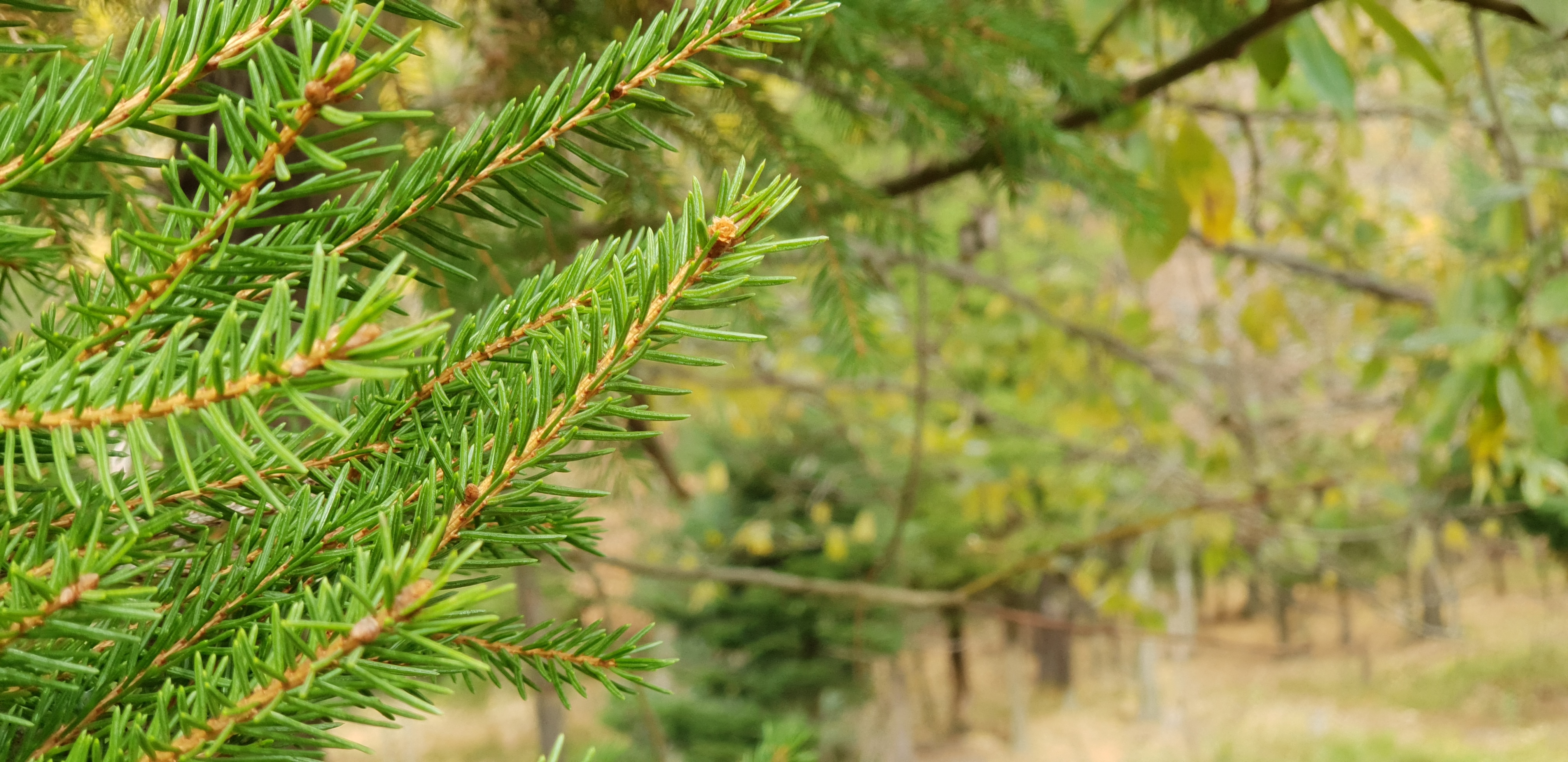 Free photo Green needles on the branches