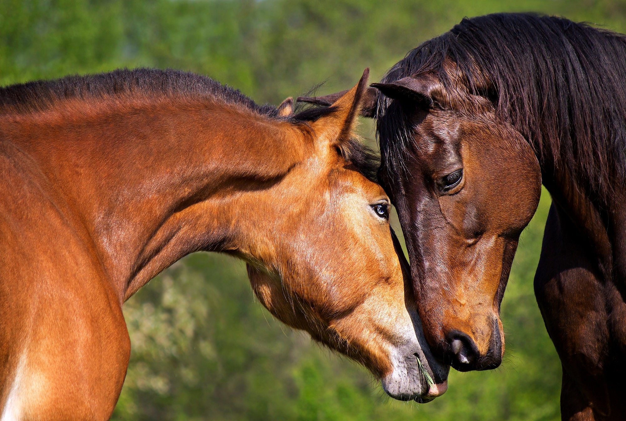Бесплатное фото Две лошади любуются друг другом