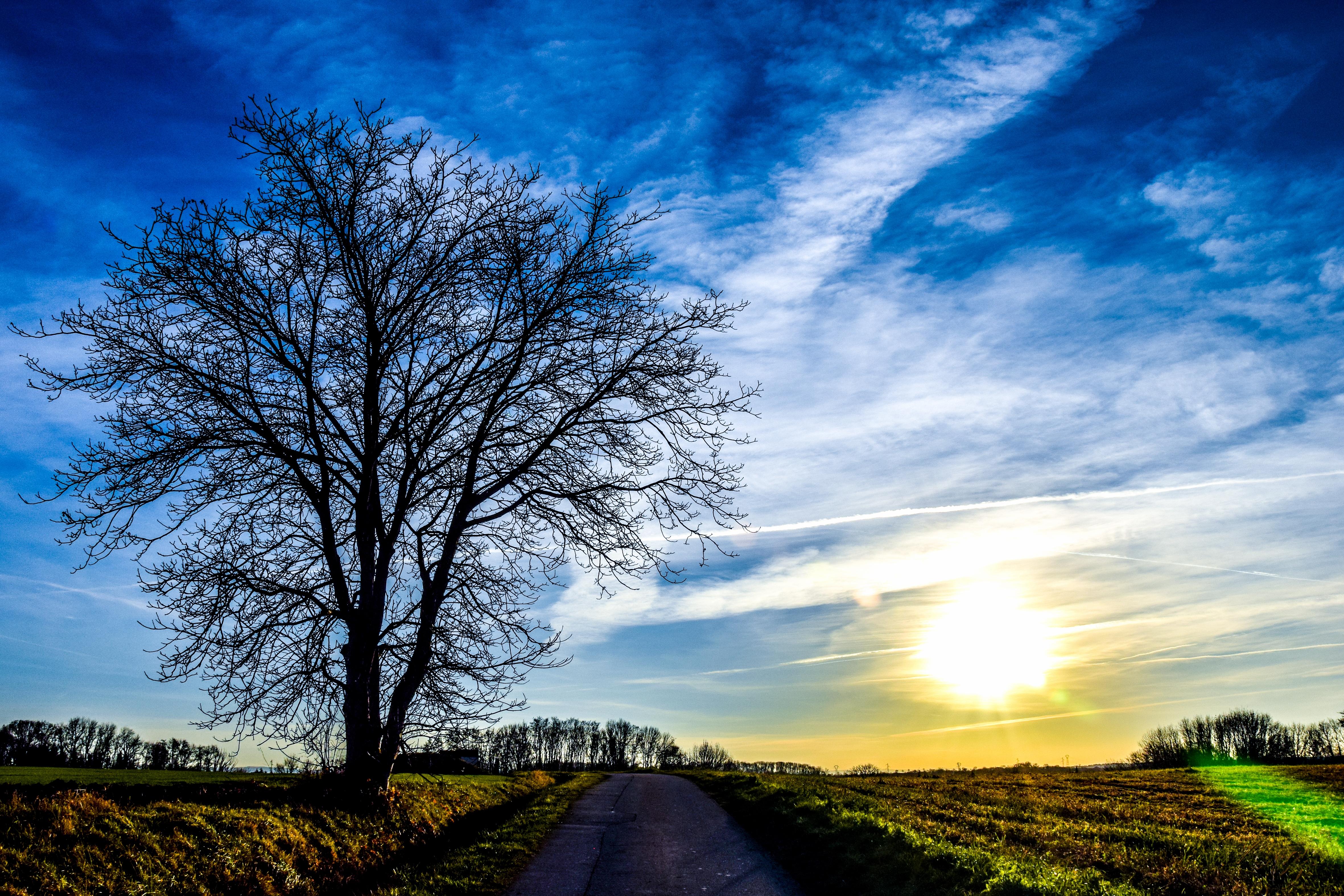 Wallpapers tree trees without leaves sunset on the desktop