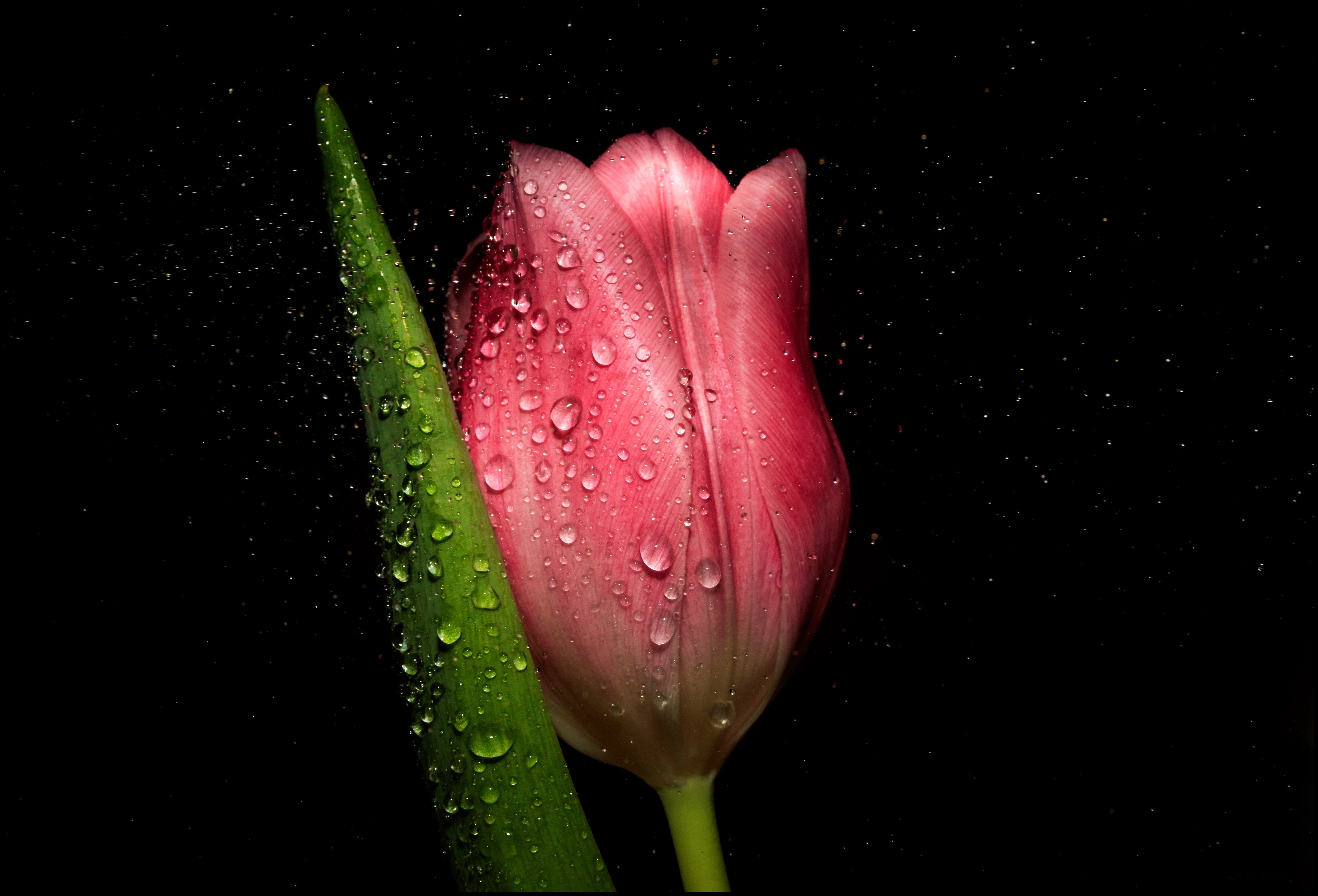 Wallpapers tulip black background flora on the desktop