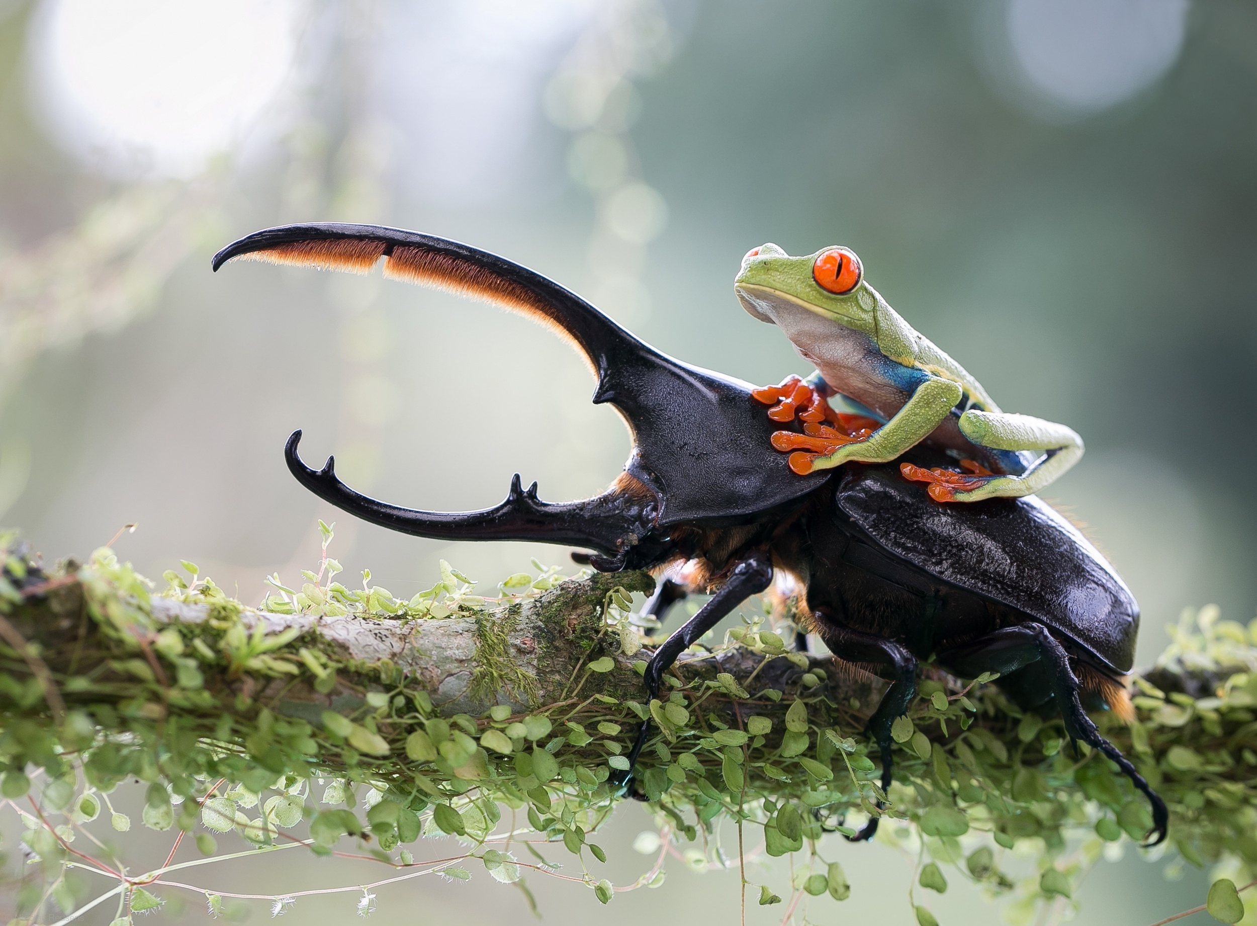 Free photo Frog riding a beetle