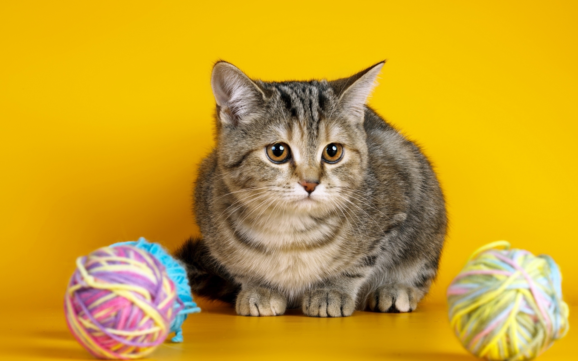 Free photo Kitty`s looking at the ball of yarn.
