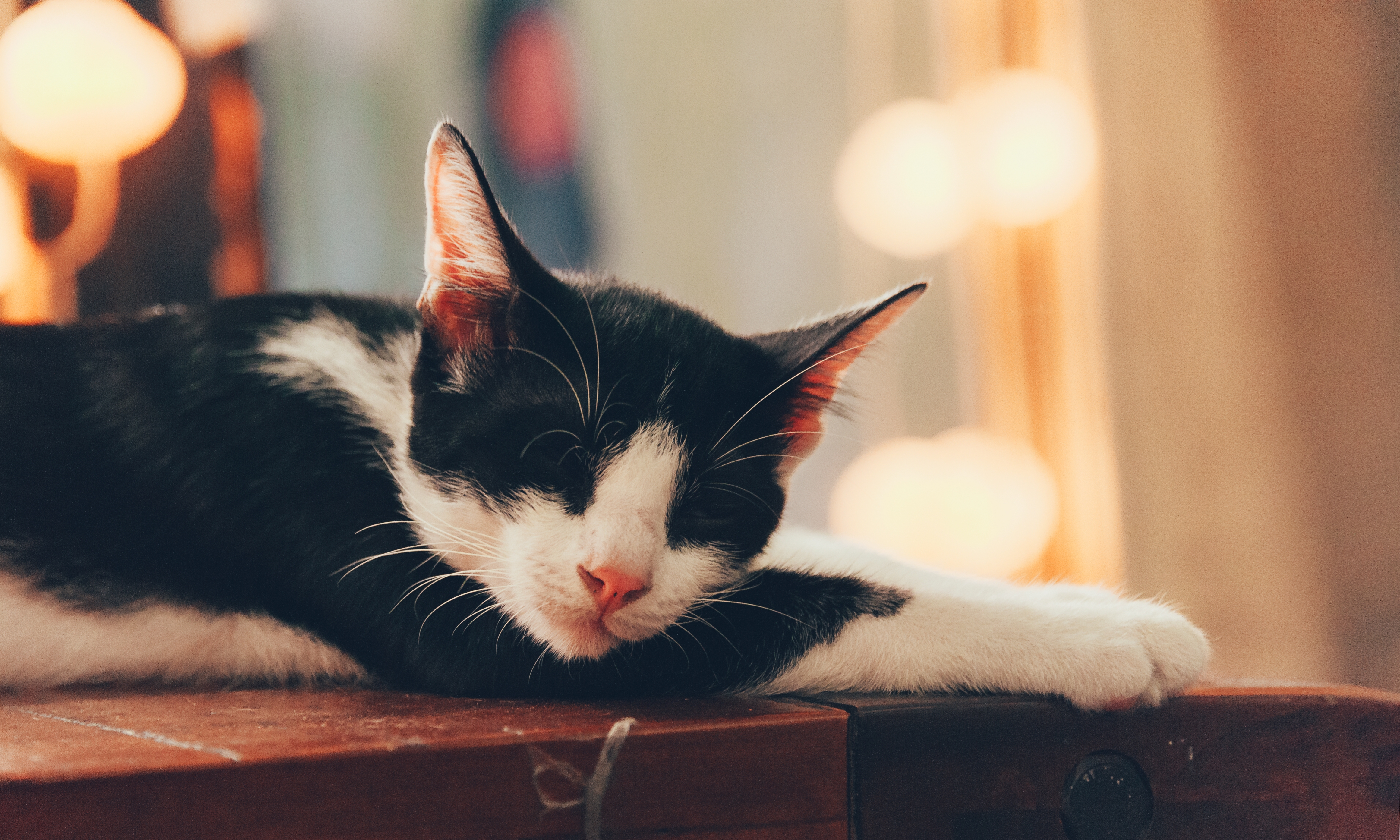 免费照片一只黑白相间的猫睡在床头柜上