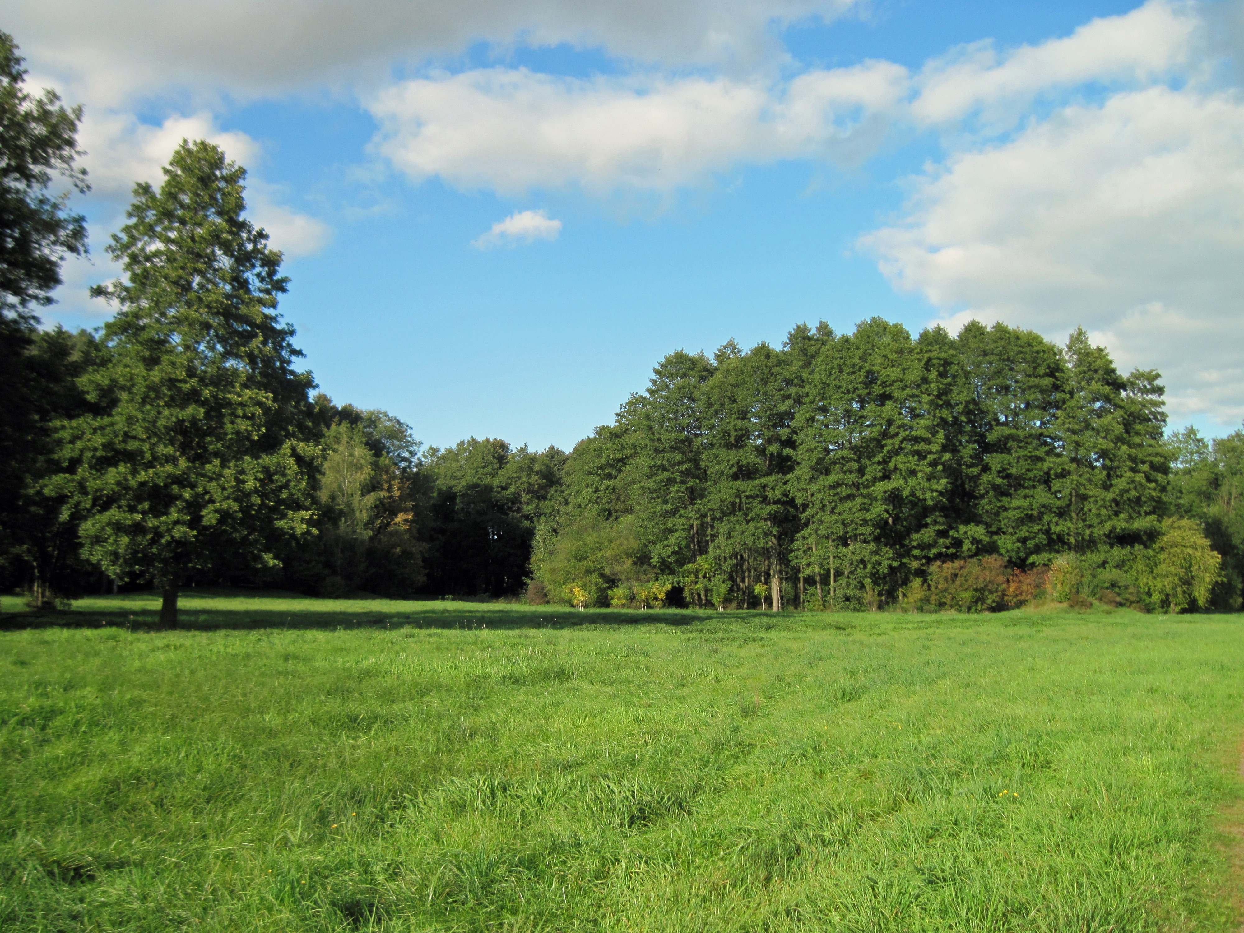 Free photo Summer green lawn