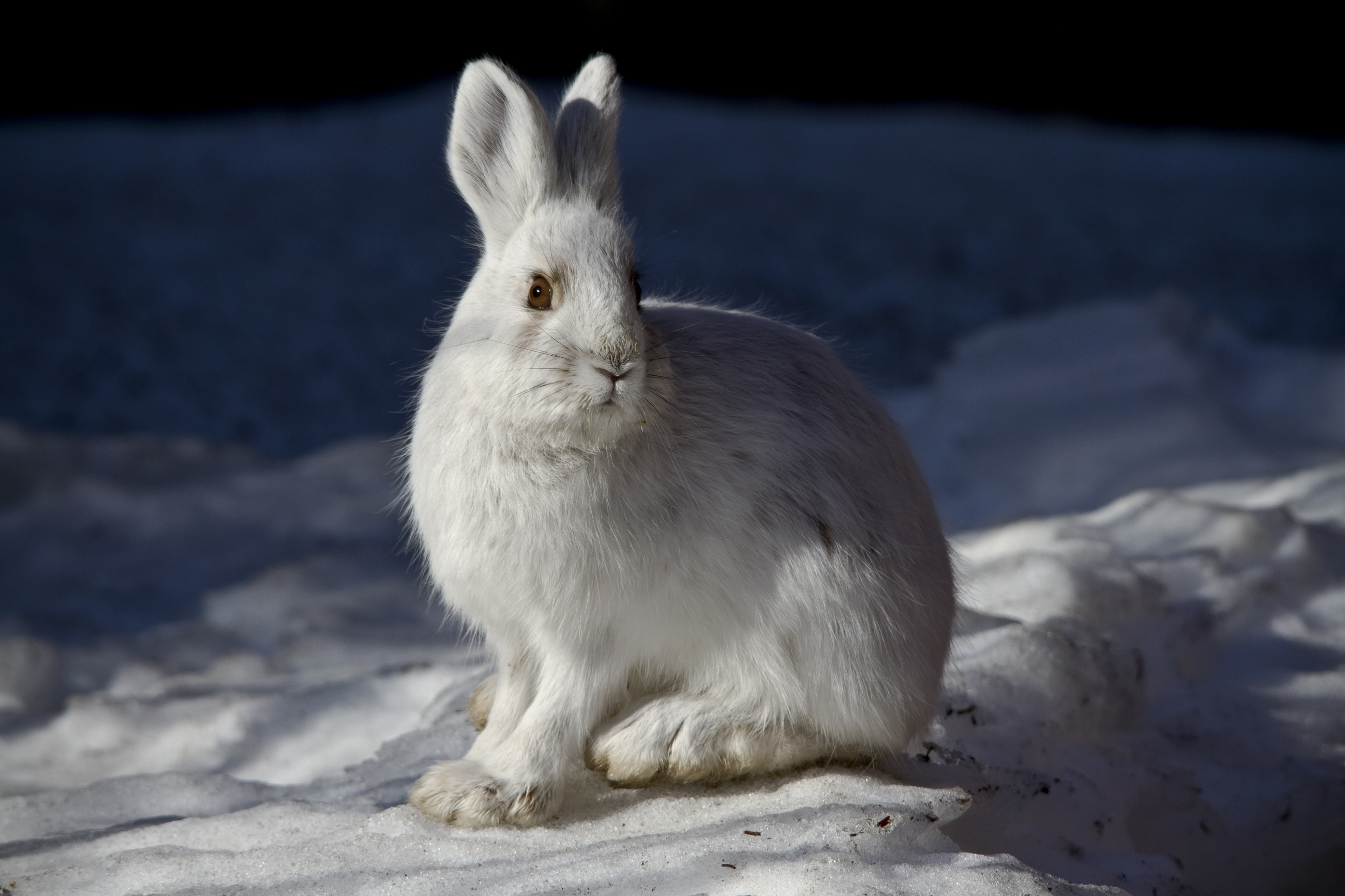 一只白兔坐在雪地里