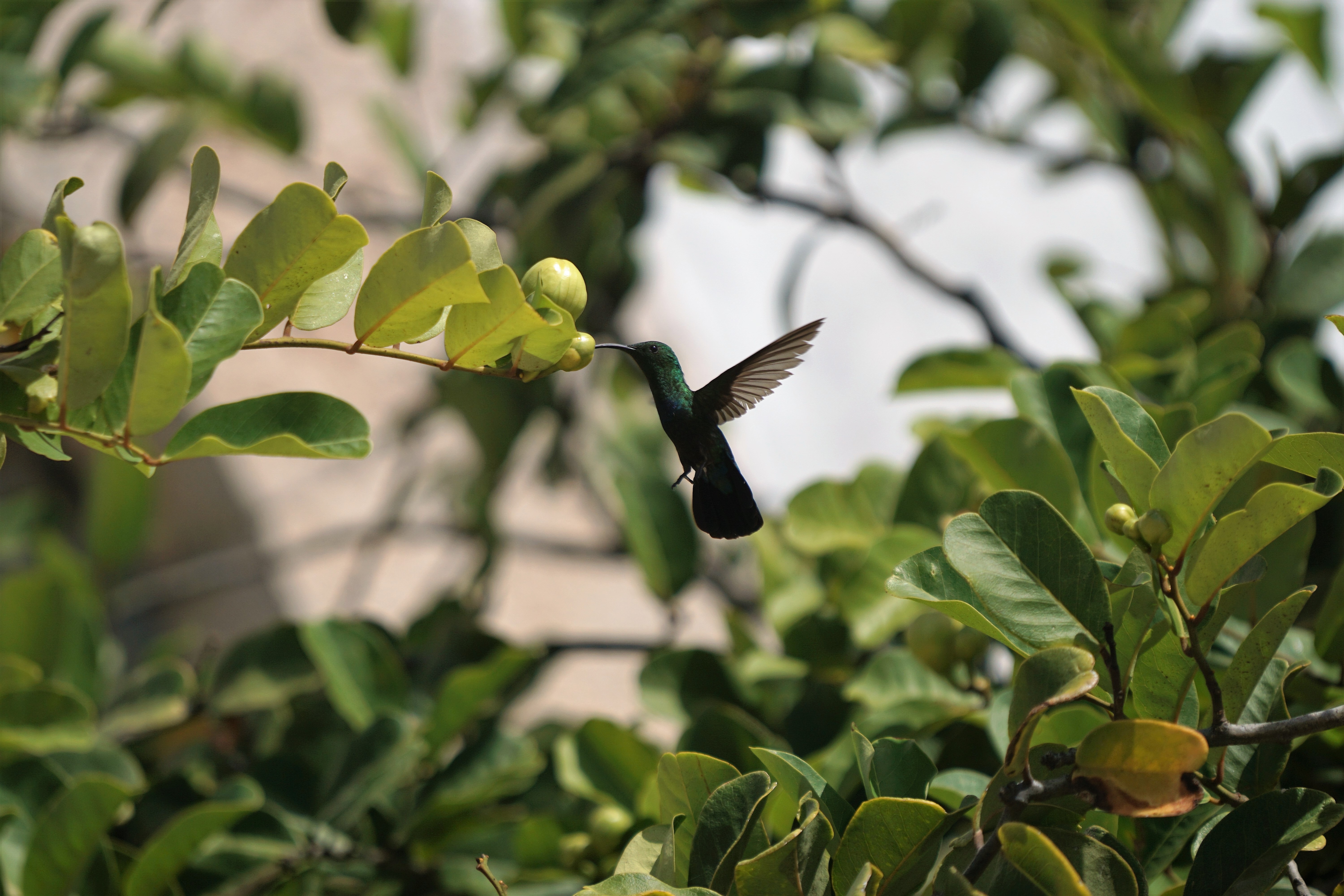 一只翱翔的蜂鸟在树枝上采食花蜜