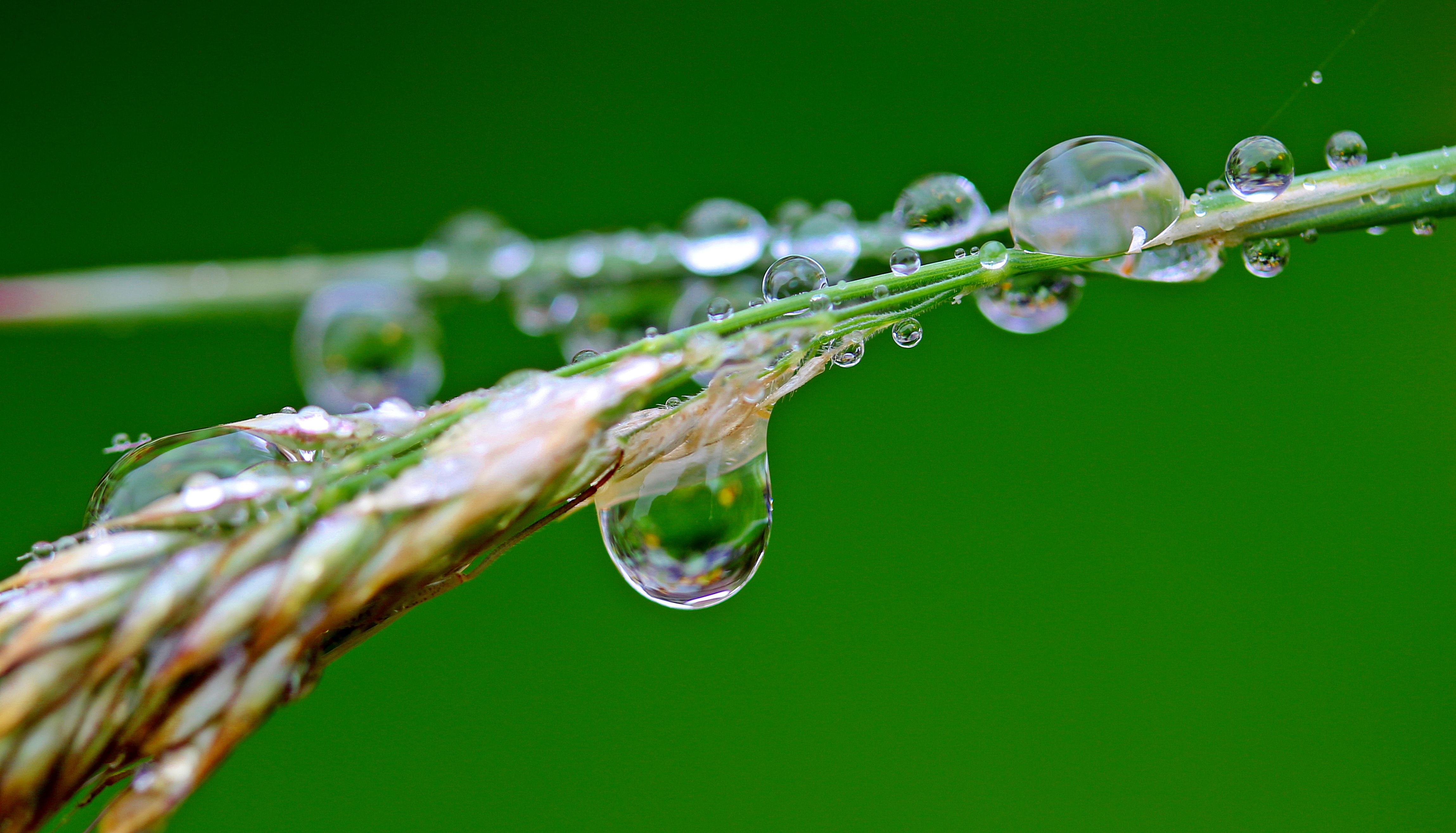 Free photo Beautiful water droplets on the branches