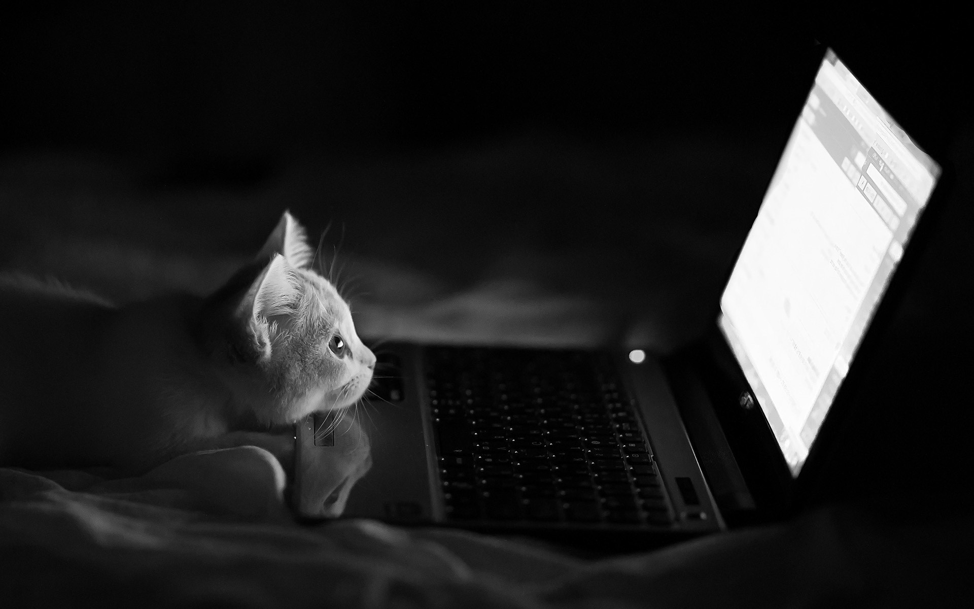 Wallpapers white black cat on the desktop