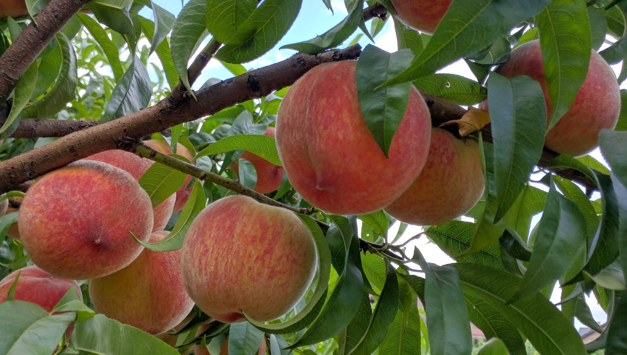 Wallpapers peaches branches leaves on the desktop