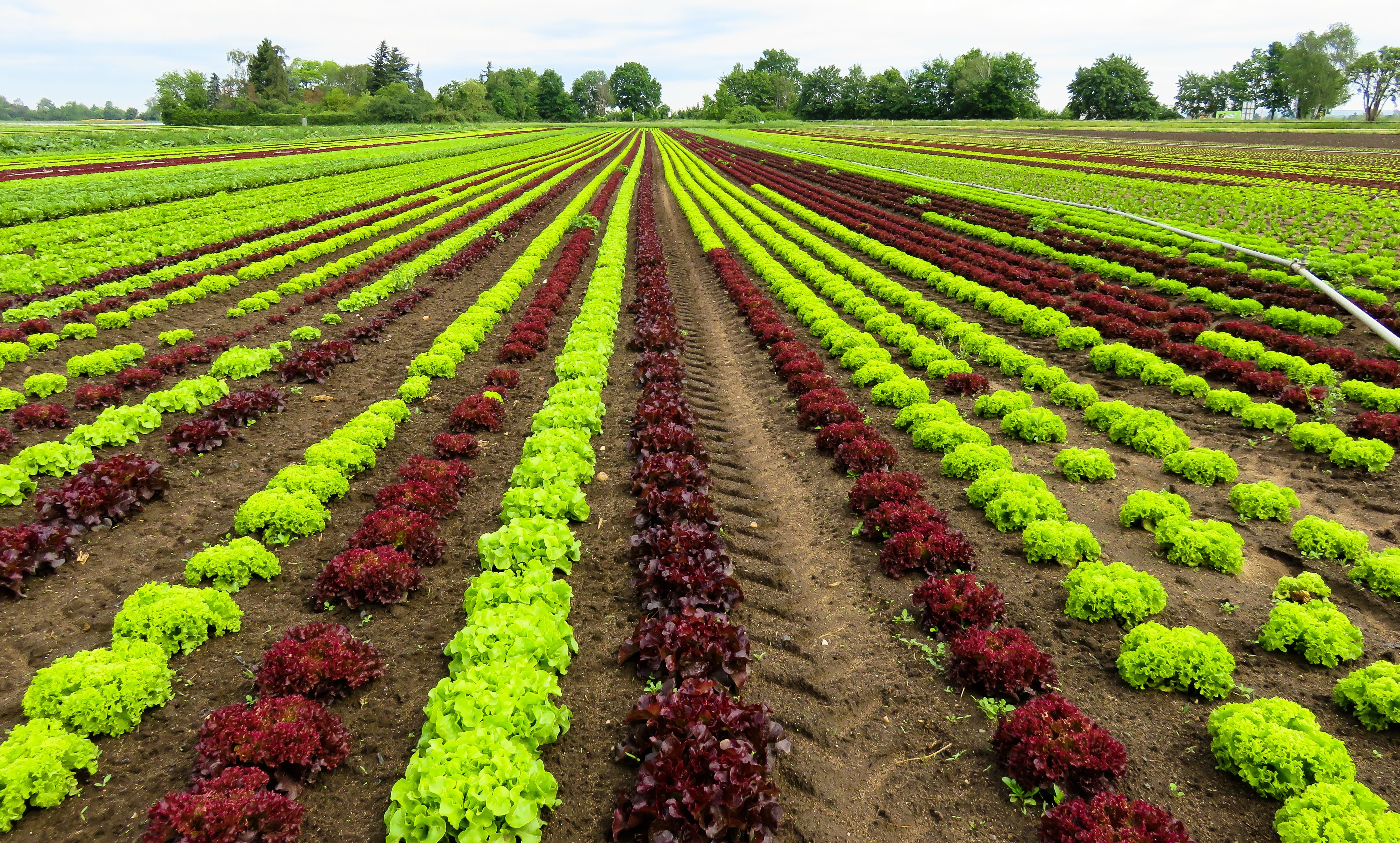 Free photo Growing crops on plowed land