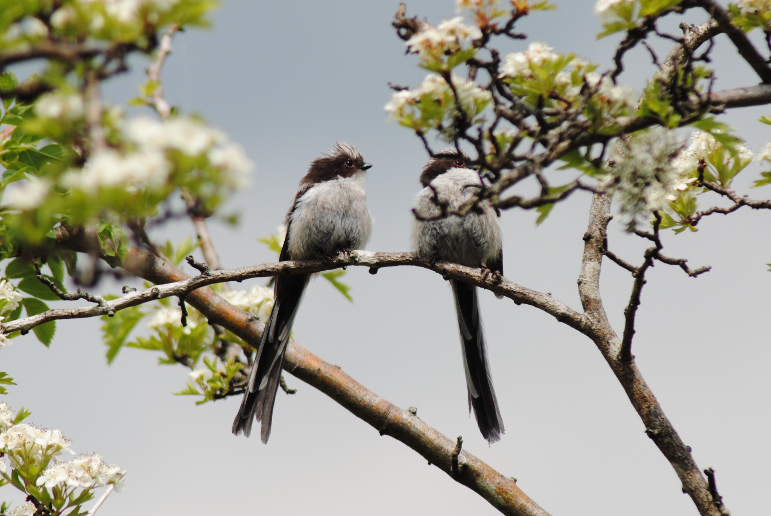 Free photo Two birds resting on a tree branch