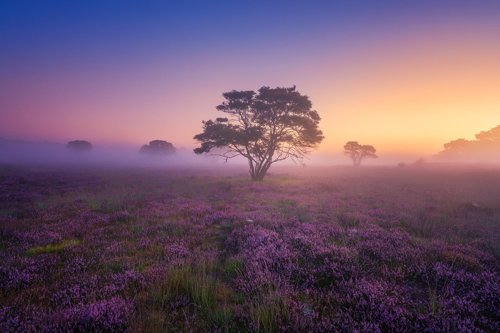 Wallpapers fog flowers lavender field on the desktop