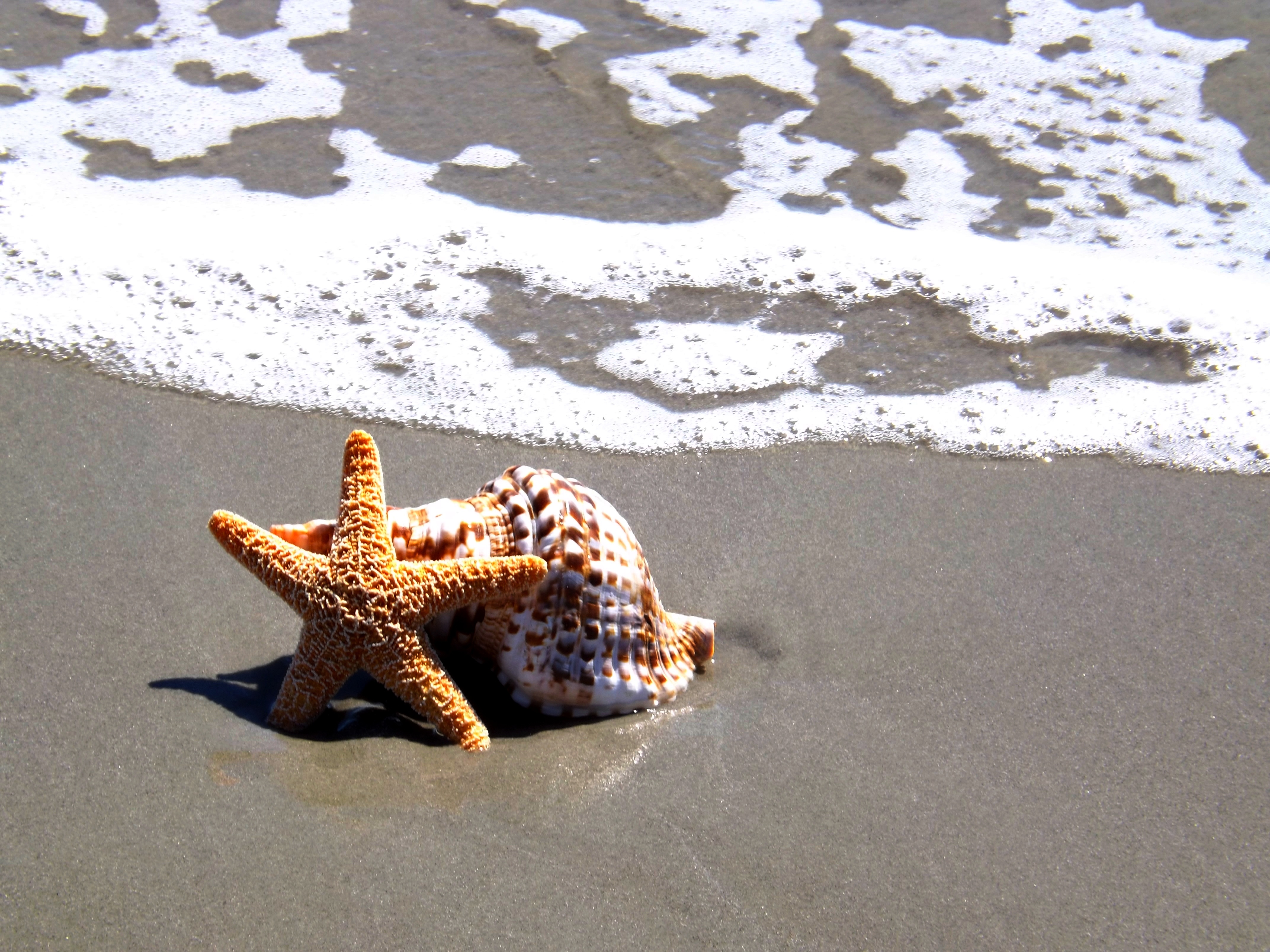 海边的海星与贝壳