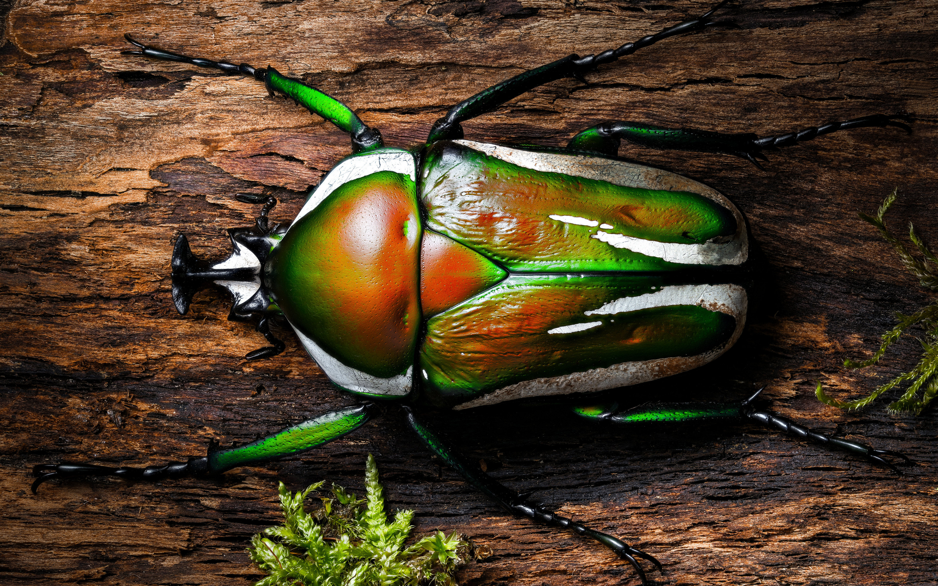 Бесплатное фото Жук взбирается на дерево