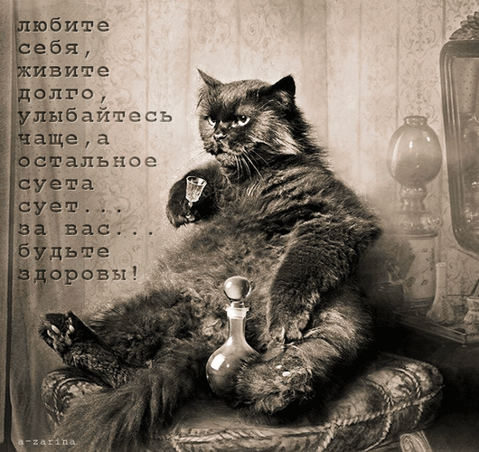 主题为希望 猫 祝酒词的明信片免费下载