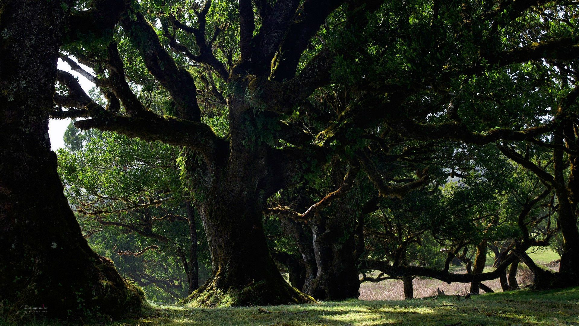 桌面上的壁纸日光 树木 景观