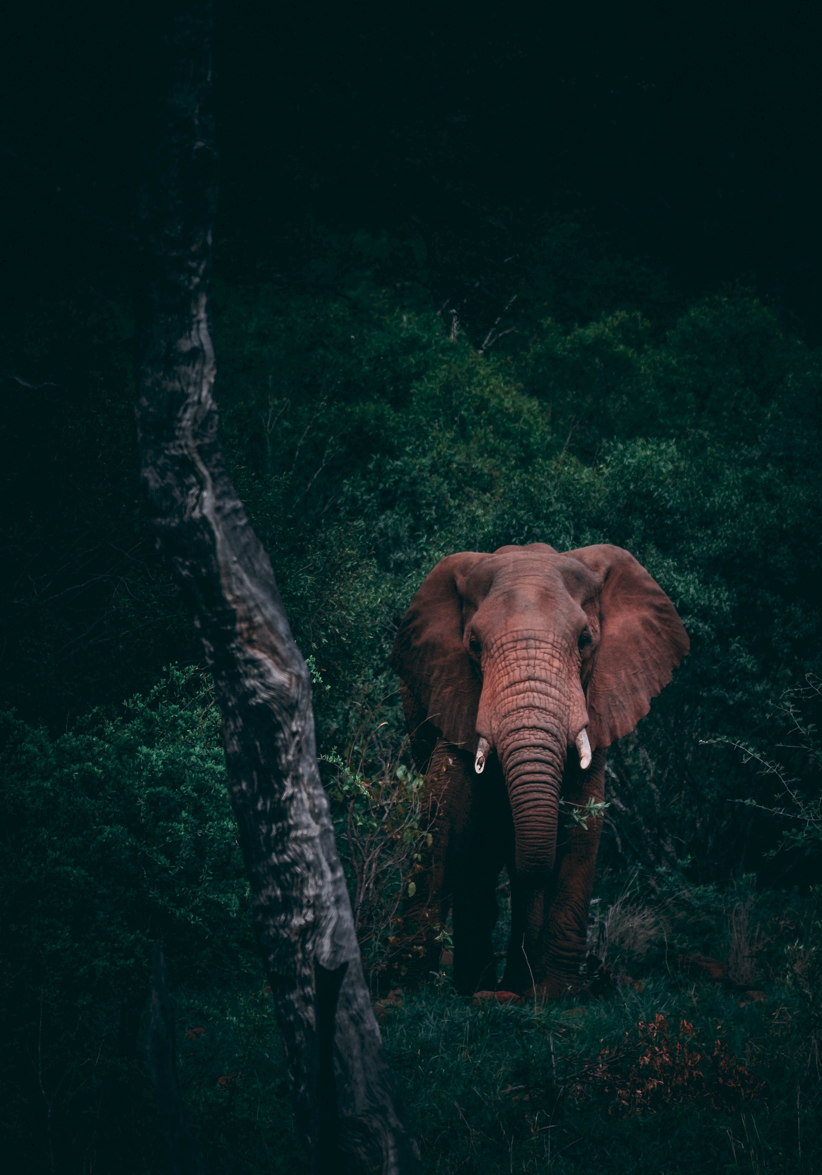 Wallpapers wallpaper elephant wild forest on the desktop