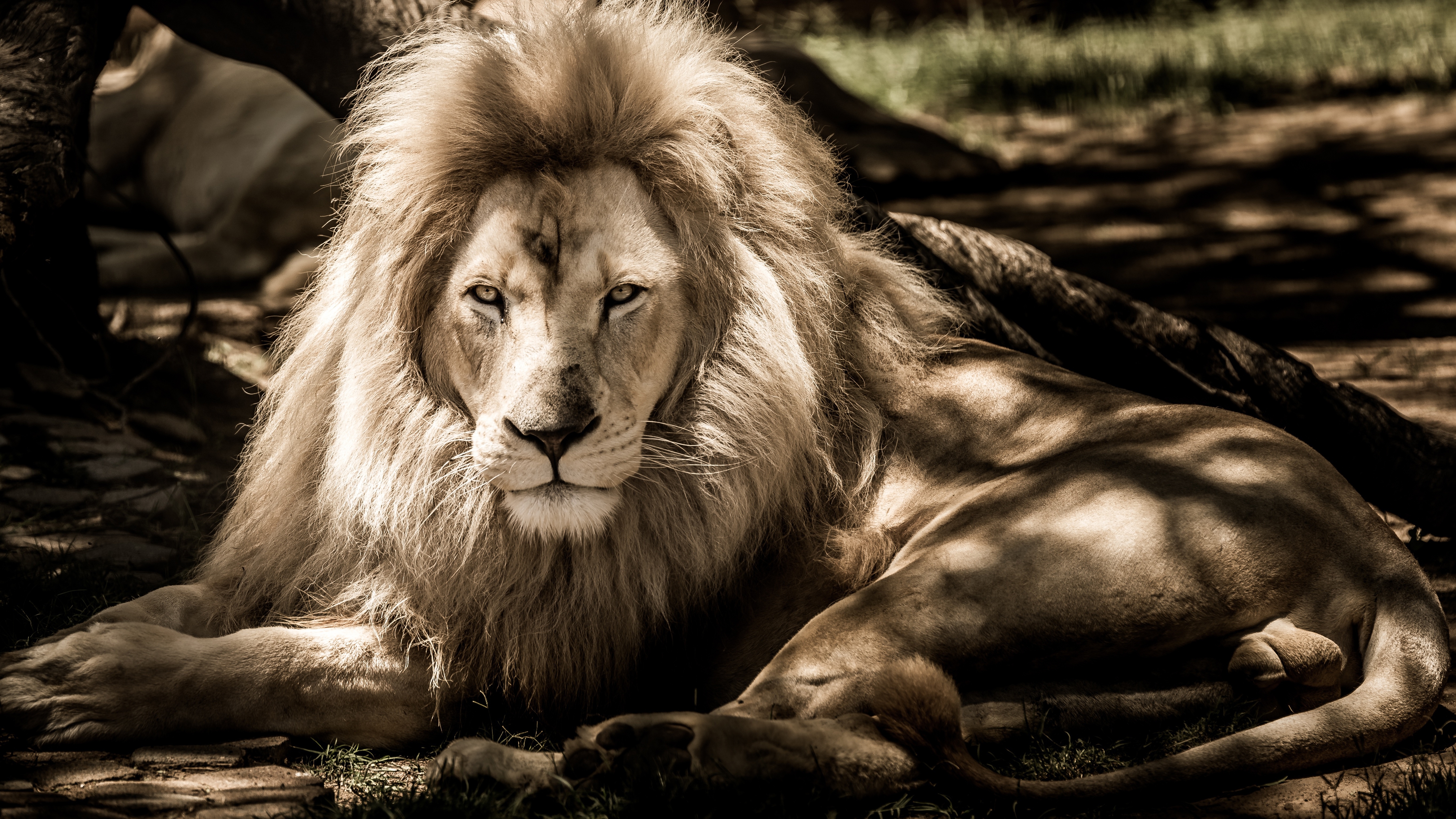 Wallpapers wallpaper lion majestic lying on the desktop