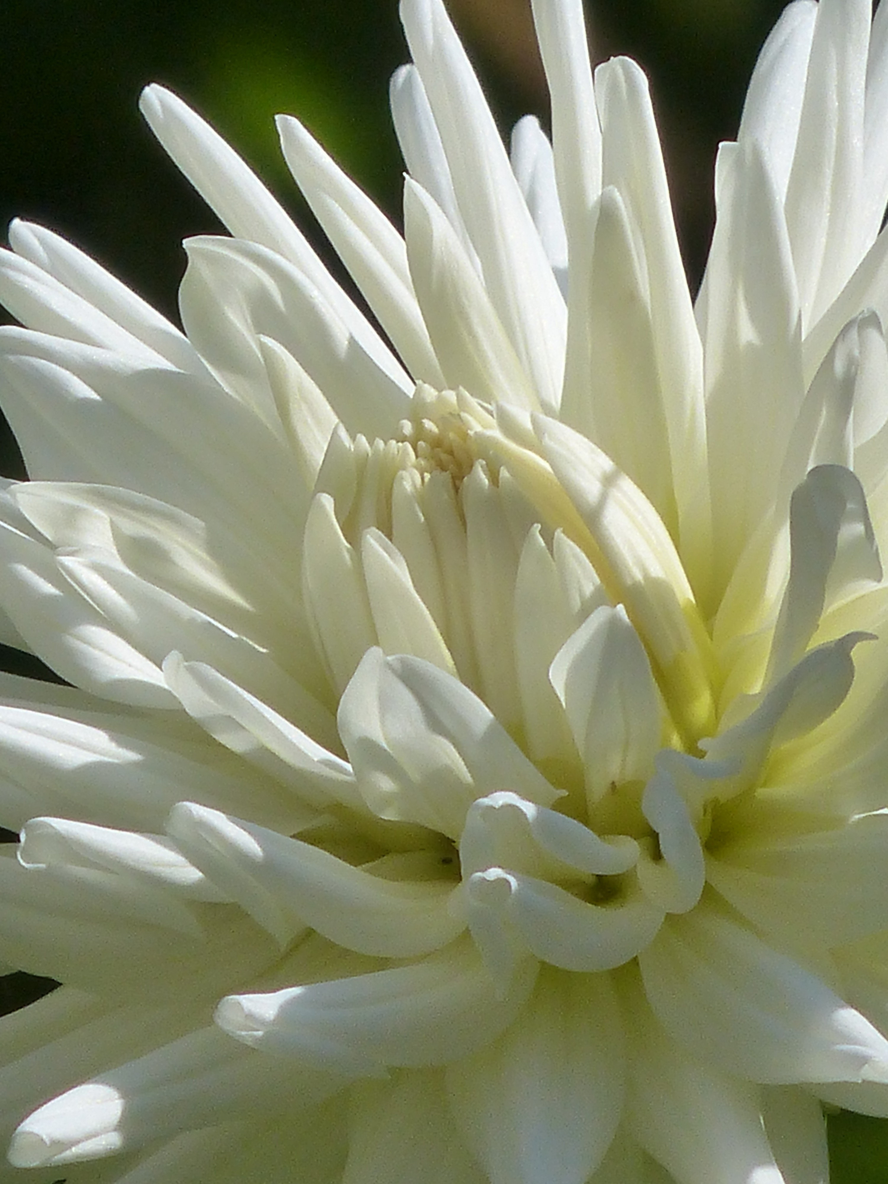 Wallpapers blossom plant white on the desktop