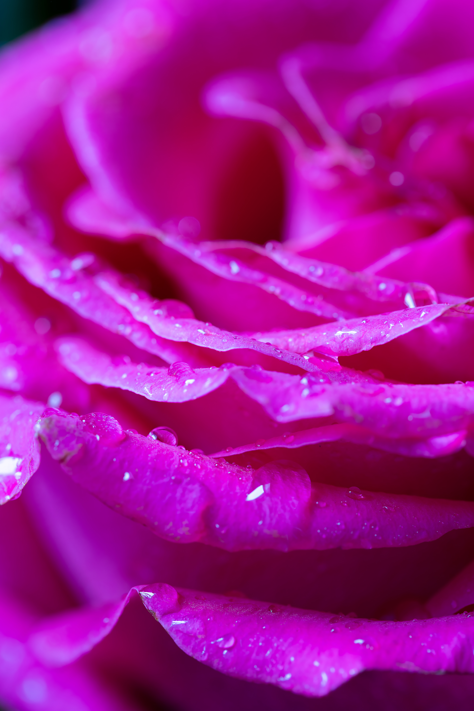A rose flower in drops of water