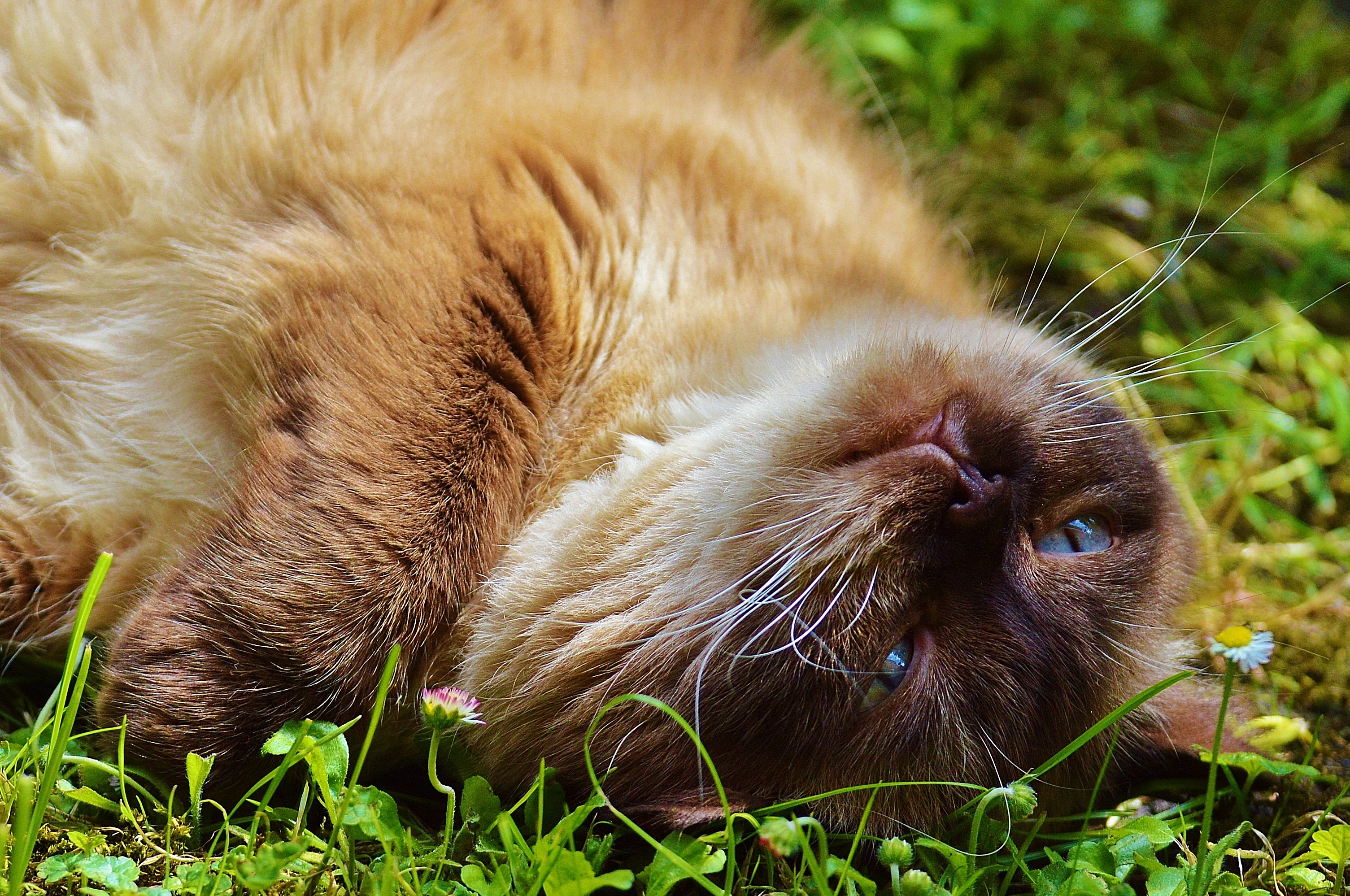 暹罗猫在草坪上嗑药。