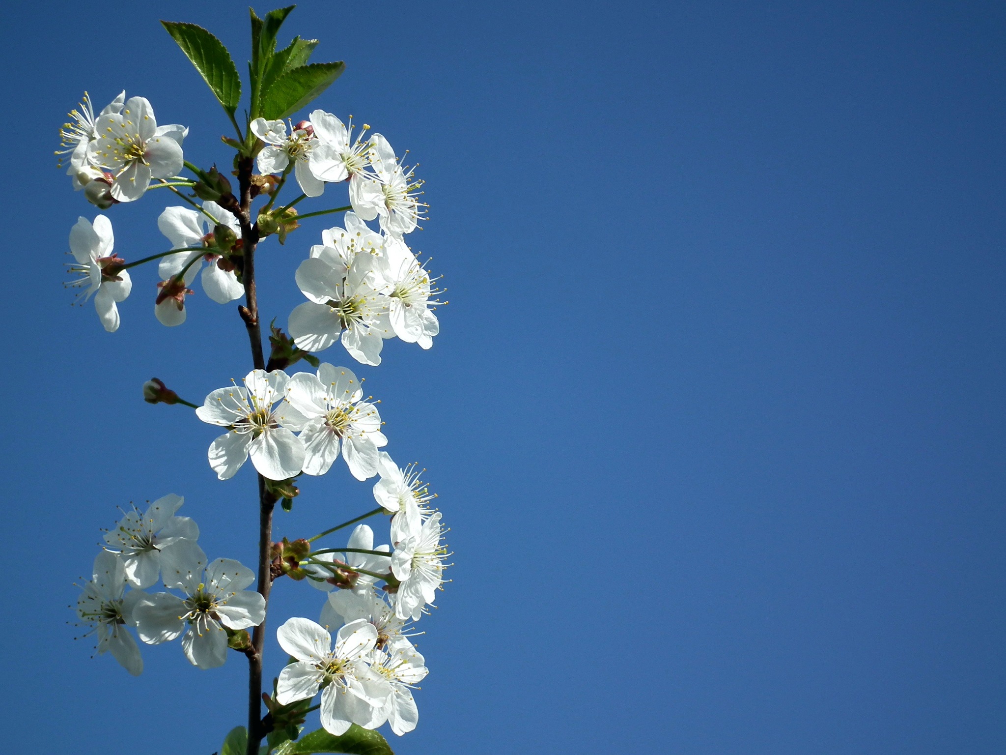 Wallpapers nature branch flower on the desktop