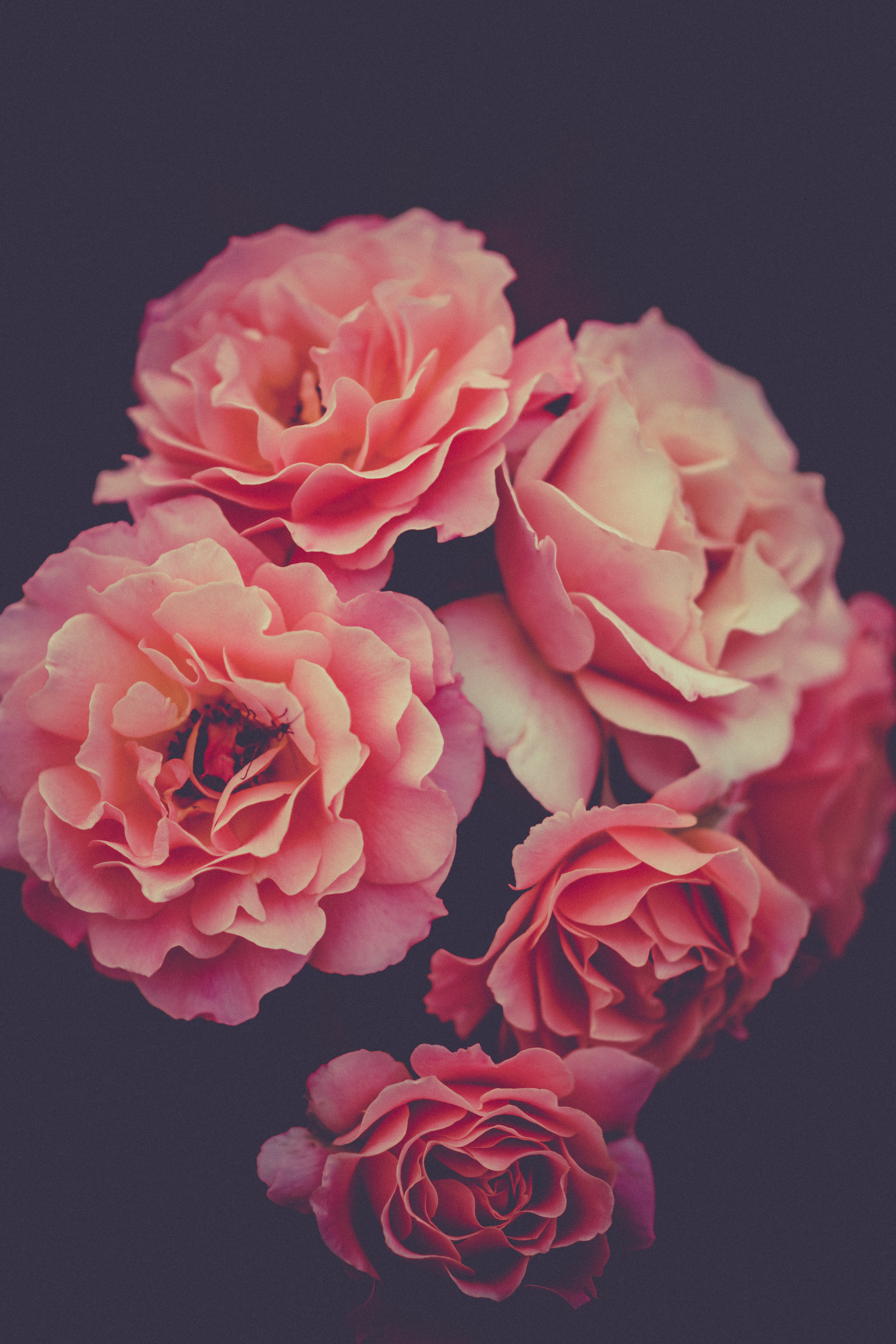 Бесплатное фото Розовые розы
