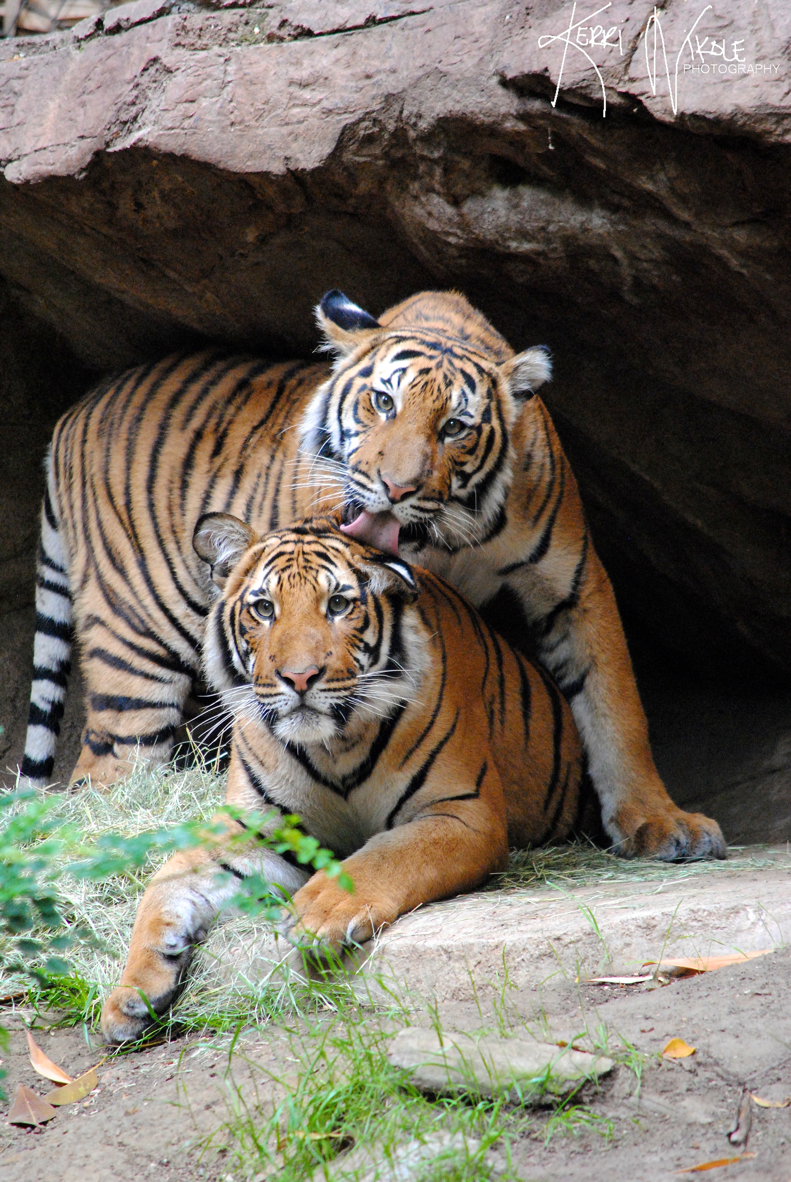 Free photo Tiger licks girlfriend`s head