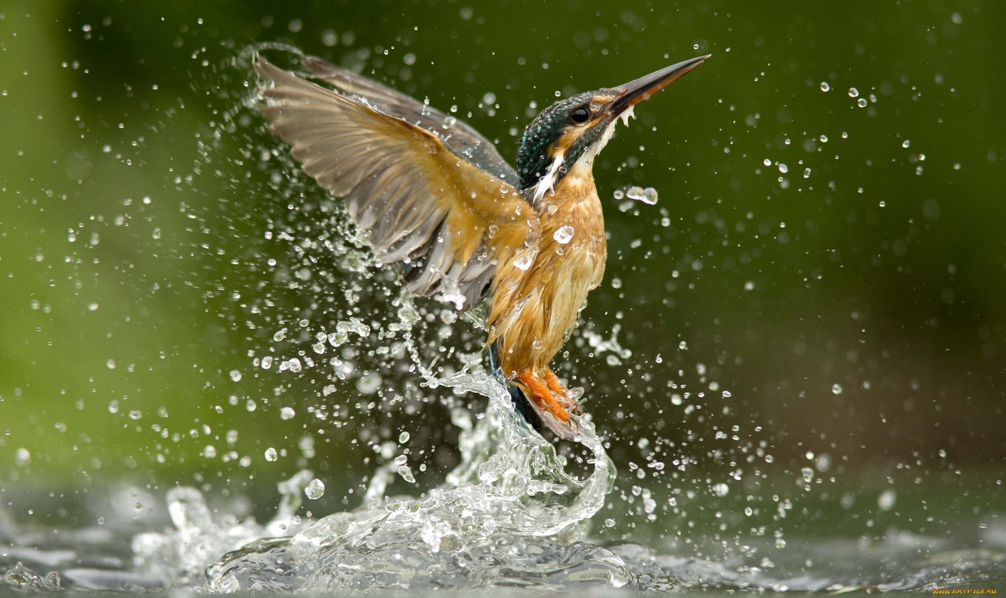 一只翠鸟在捕食时游出水面