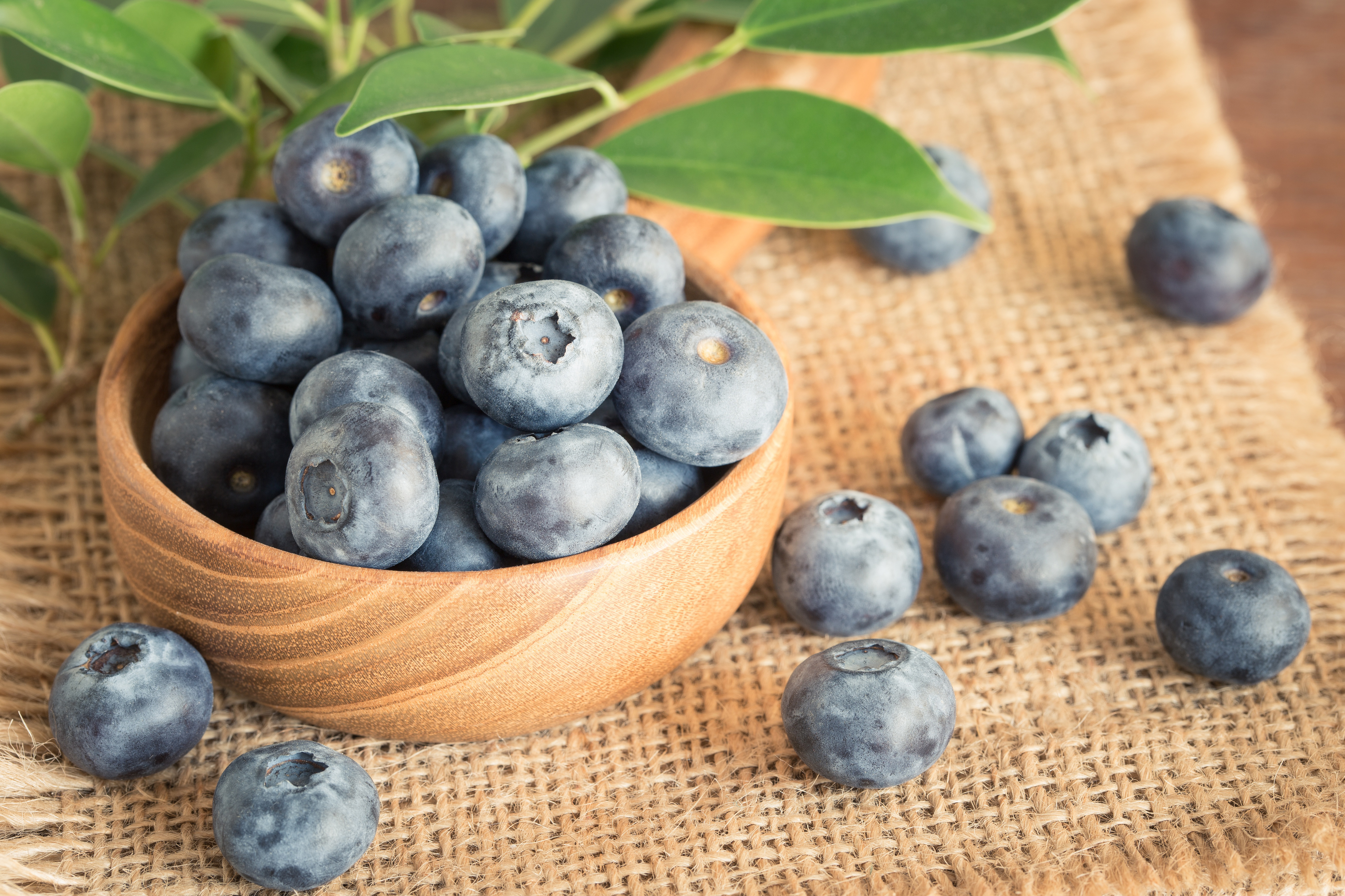 Free photo Blueberries on sacking