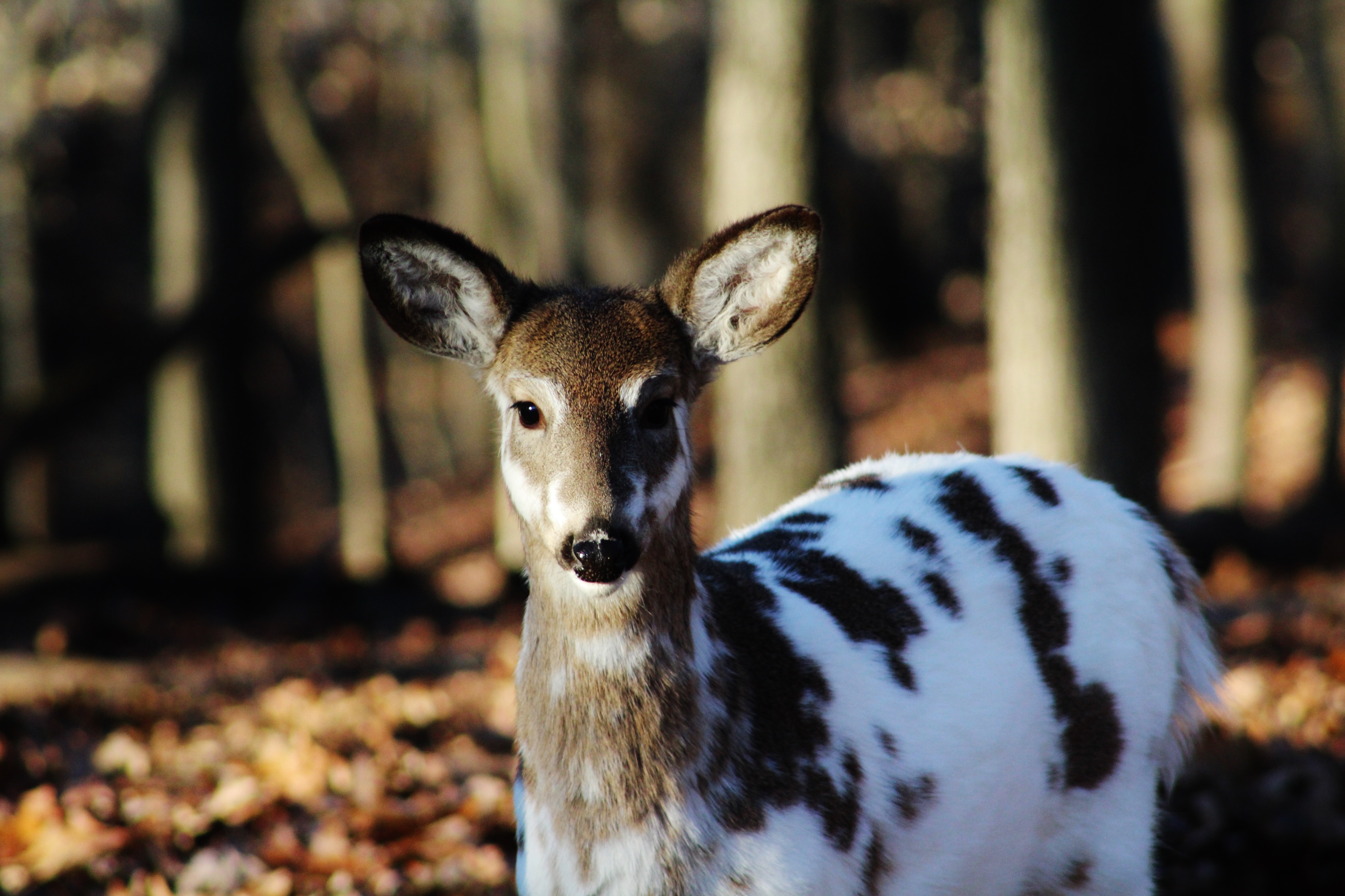 Wallpapers forest big ears wallpaper sika deer on the desktop