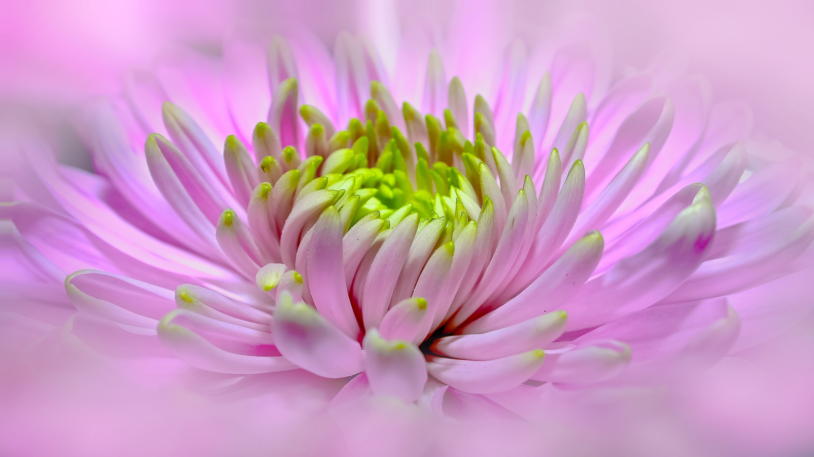 Wallpapers a bloom renderery dahlia on the desktop