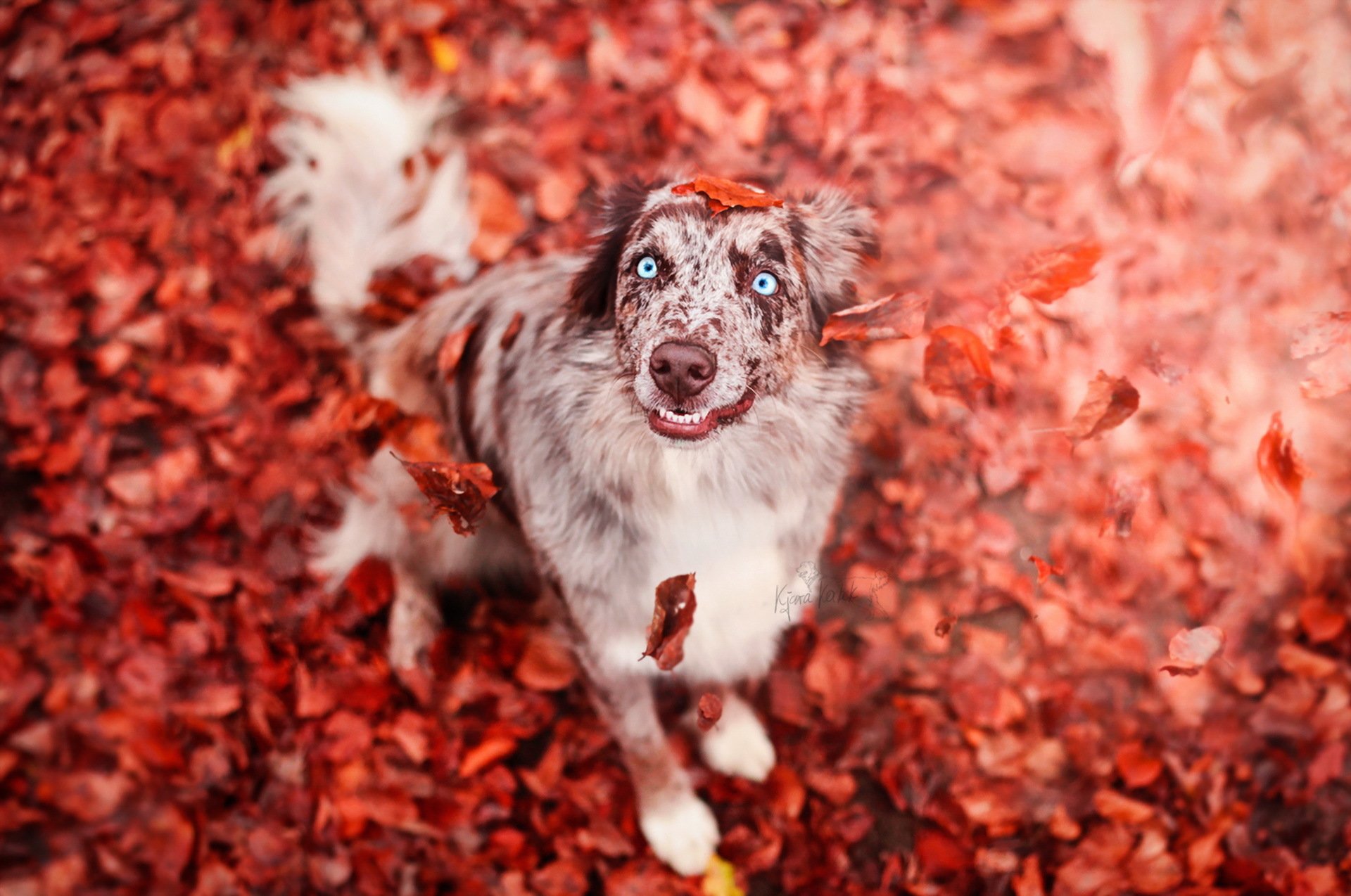 Free photo A happy dog playing with red leaves