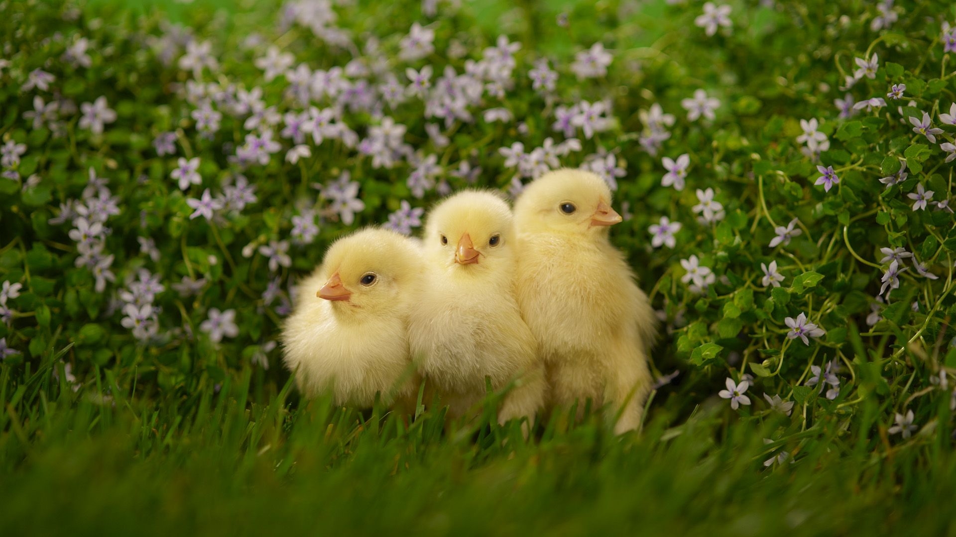 Free photo Three chickens huddled together in the grass