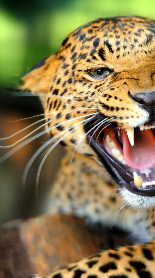 Chiroyli ichki kiyimdagi rus ayollari ishtirokidagi porno Yalangoch rus ayollar fotosuratlar