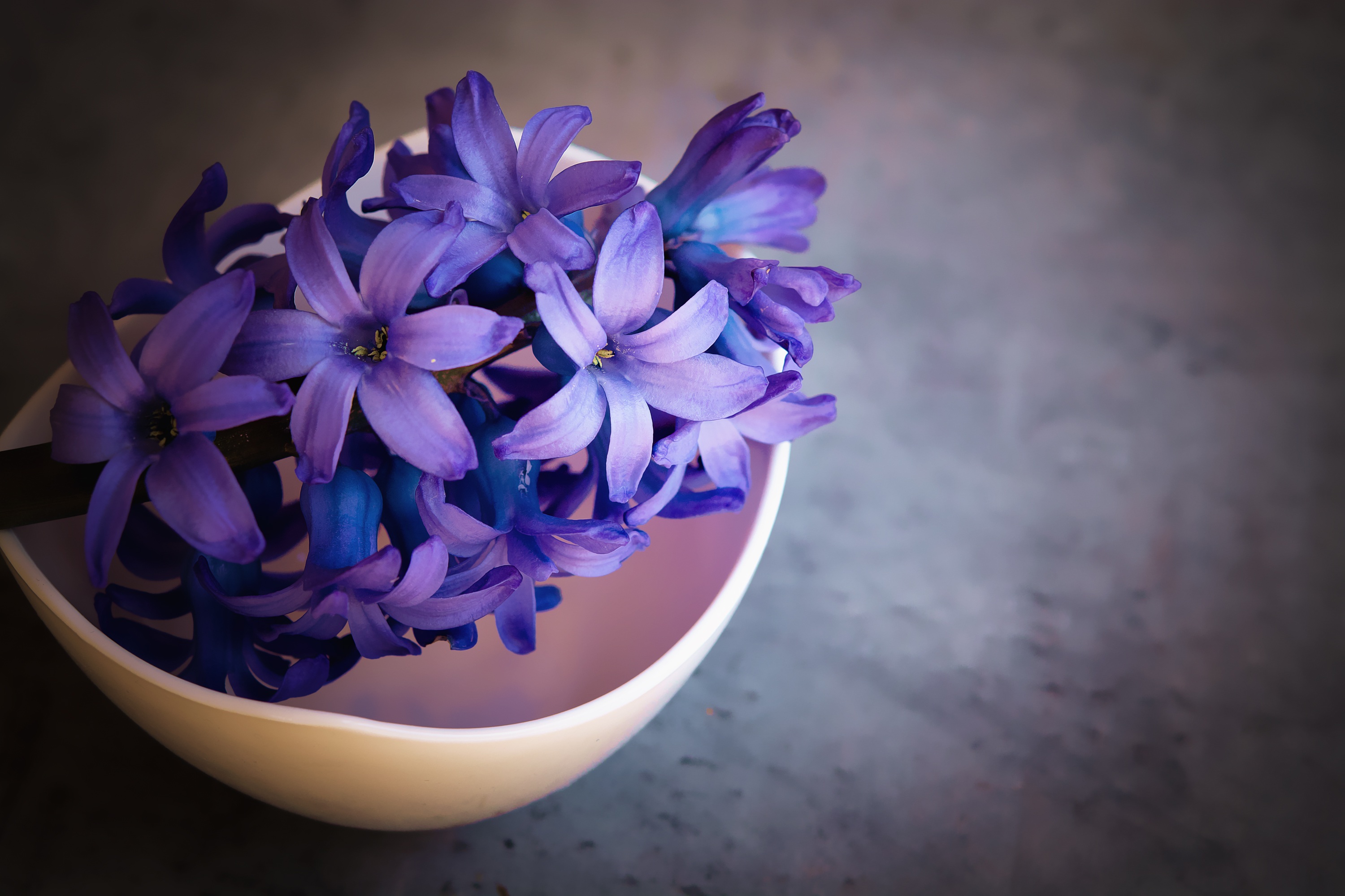 Free photo Blue flowers in a deep bowl.