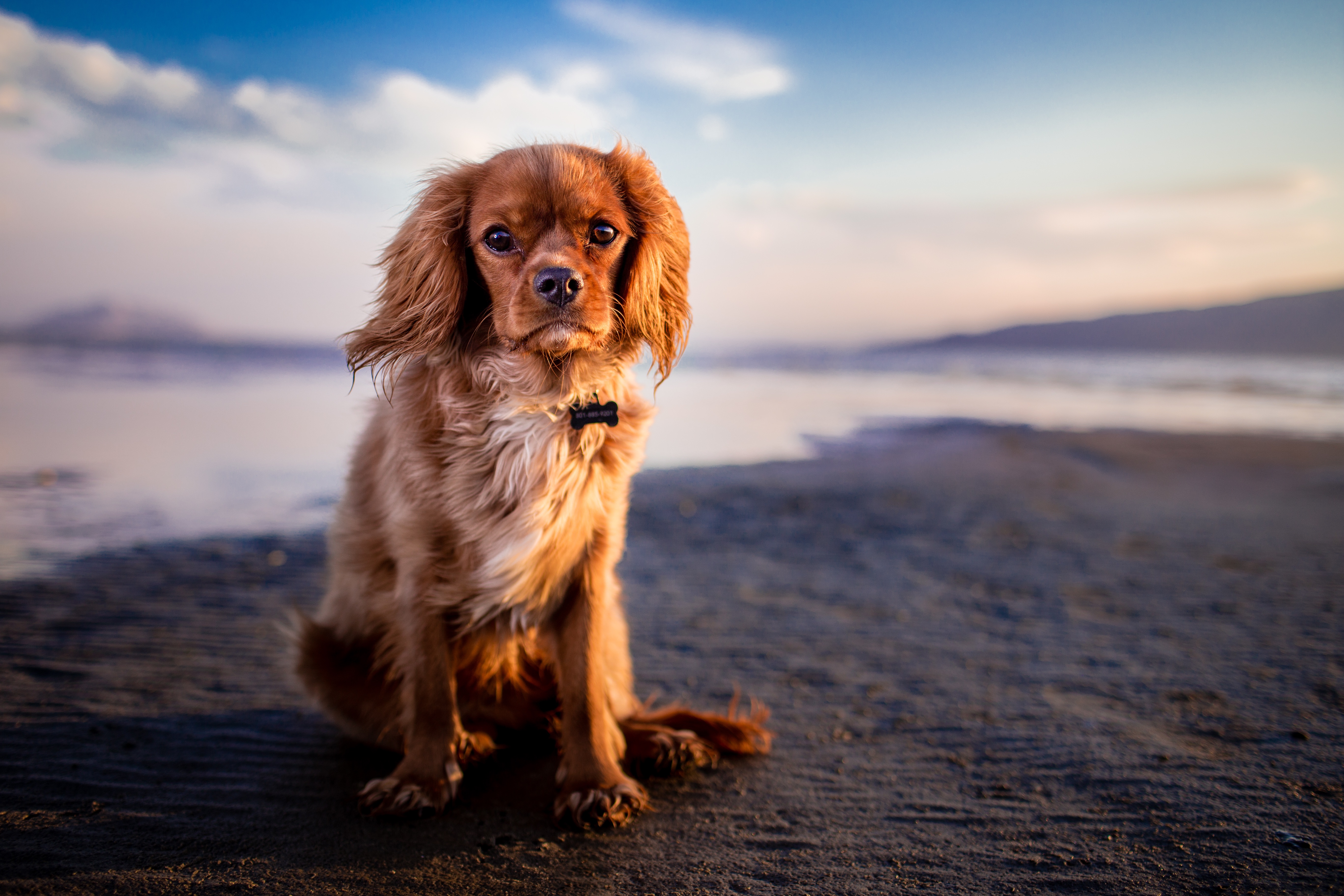 Wallpapers Golden Retriever mammal a friendly table on the desktop