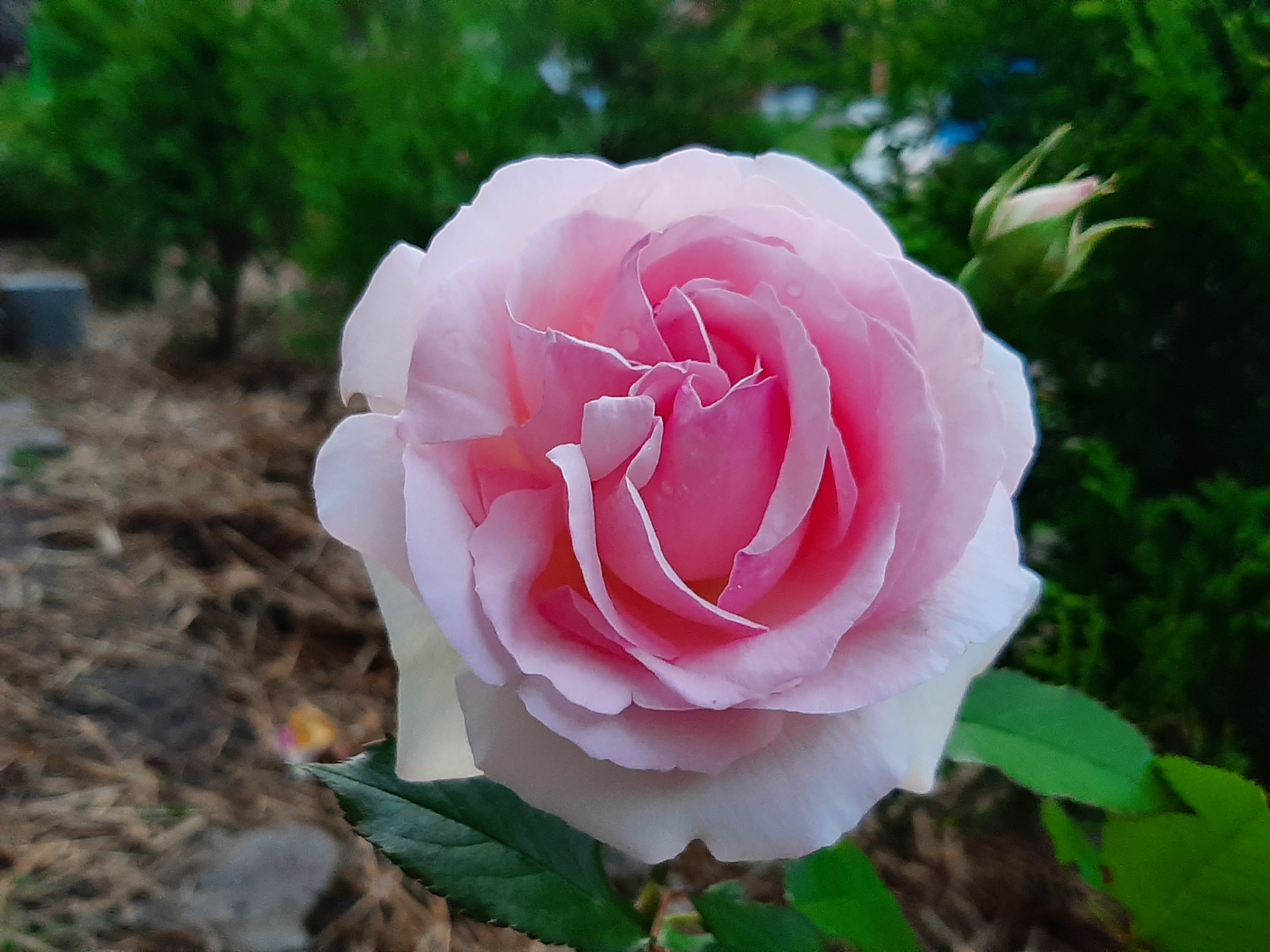 浅粉色玫瑰花蕾