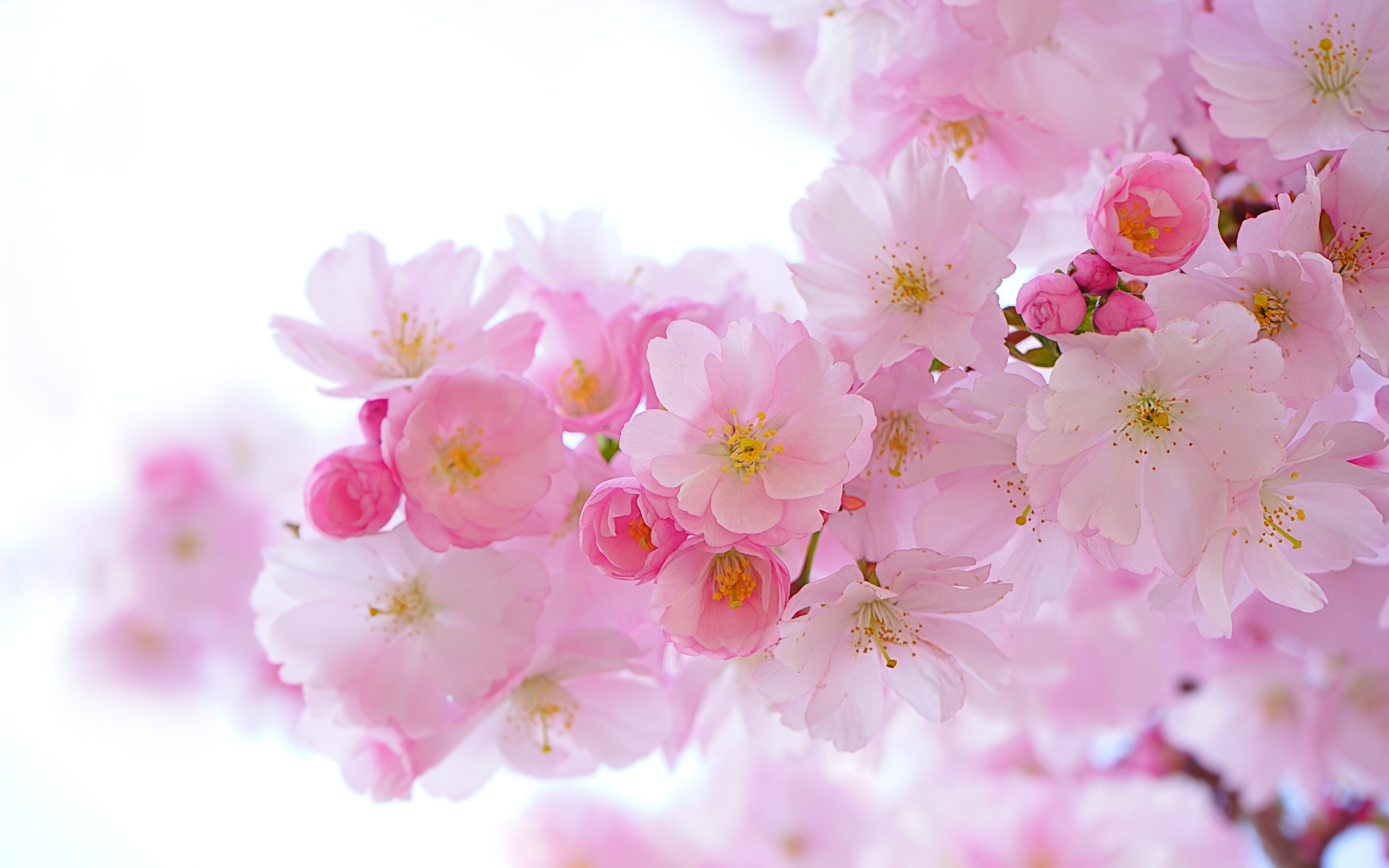 Free photo Small pink flowers on a white background