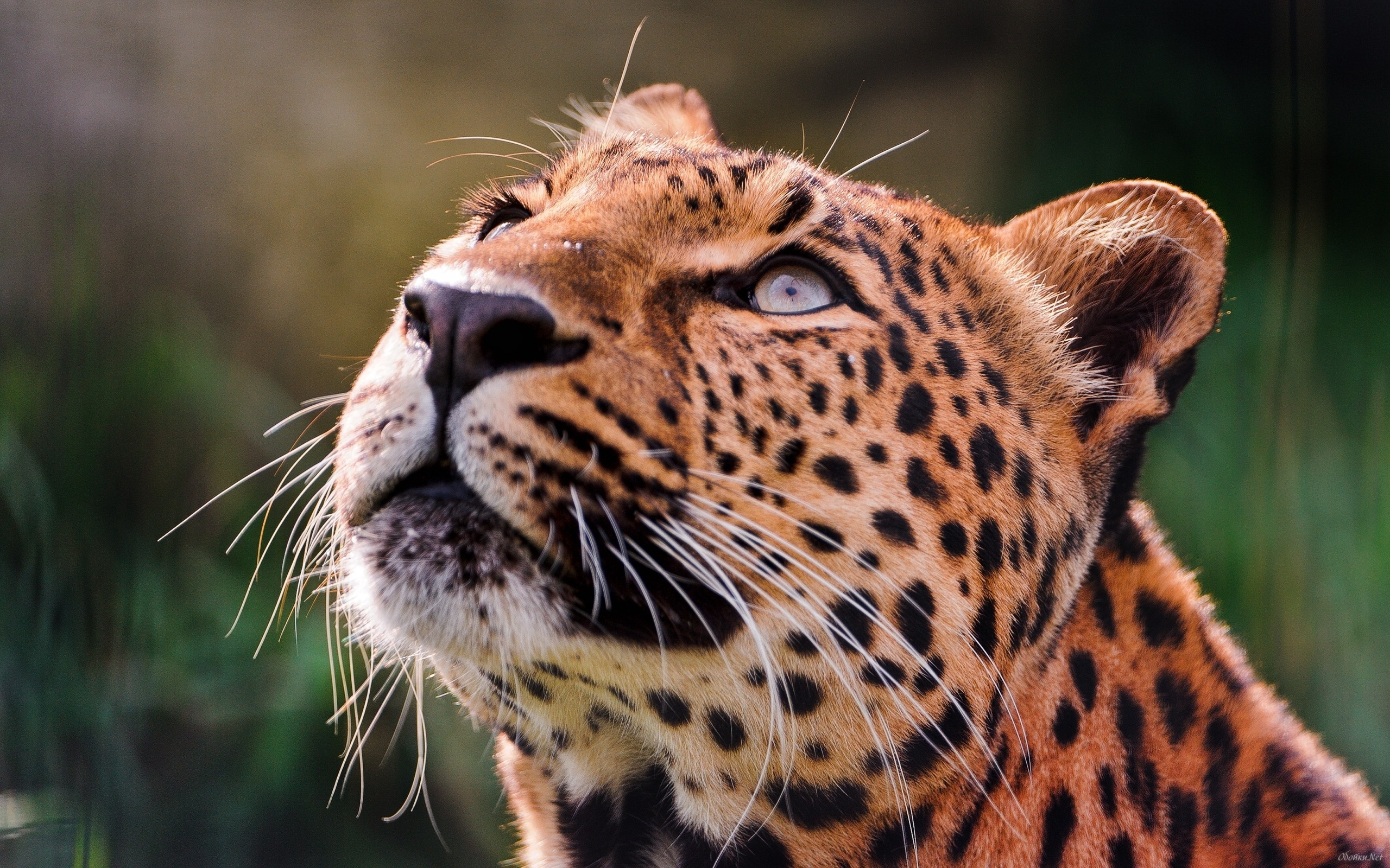 Free photo The leopard looks up