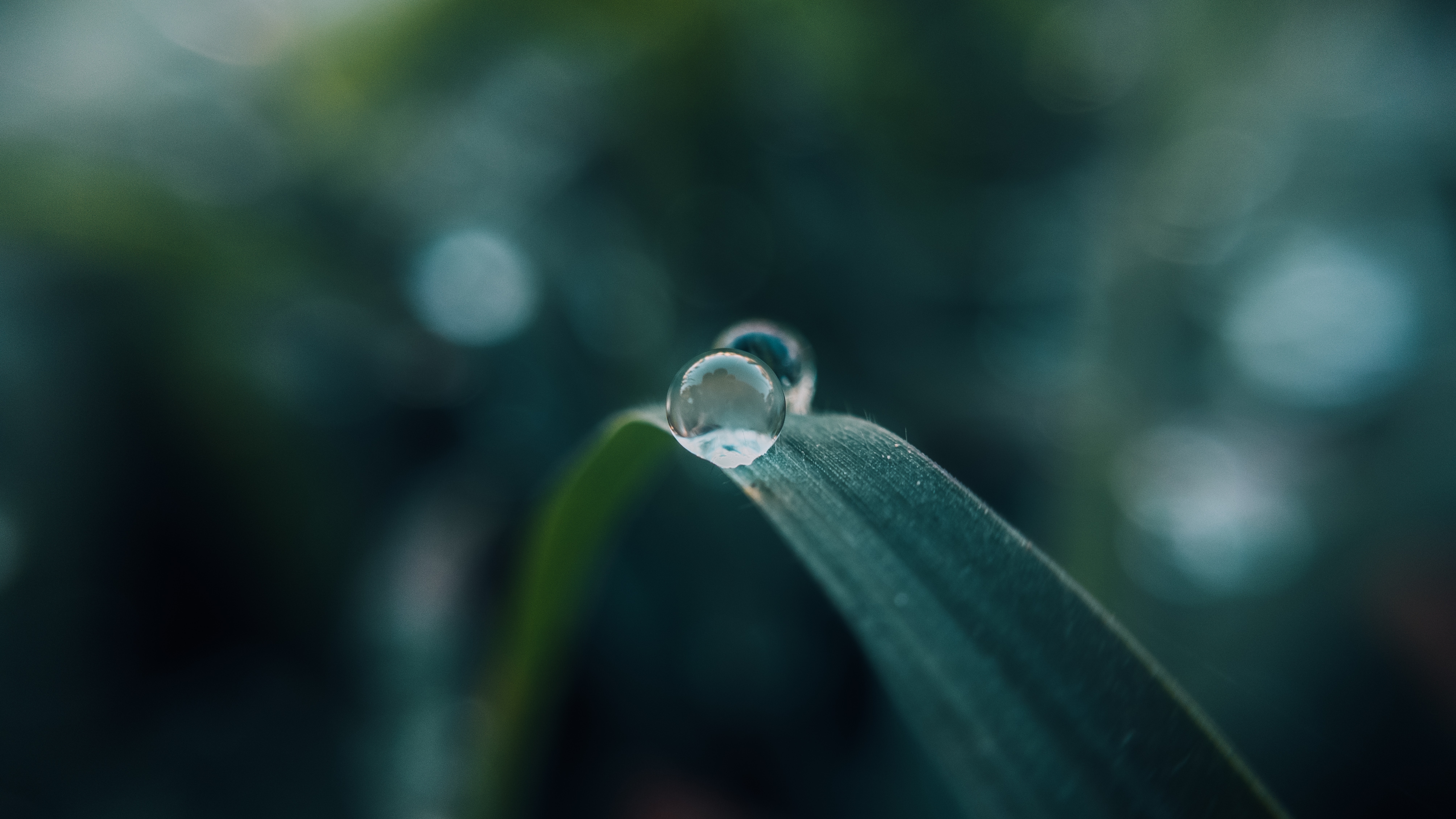 Wallpapers wallpaper water drops boke macro on the desktop