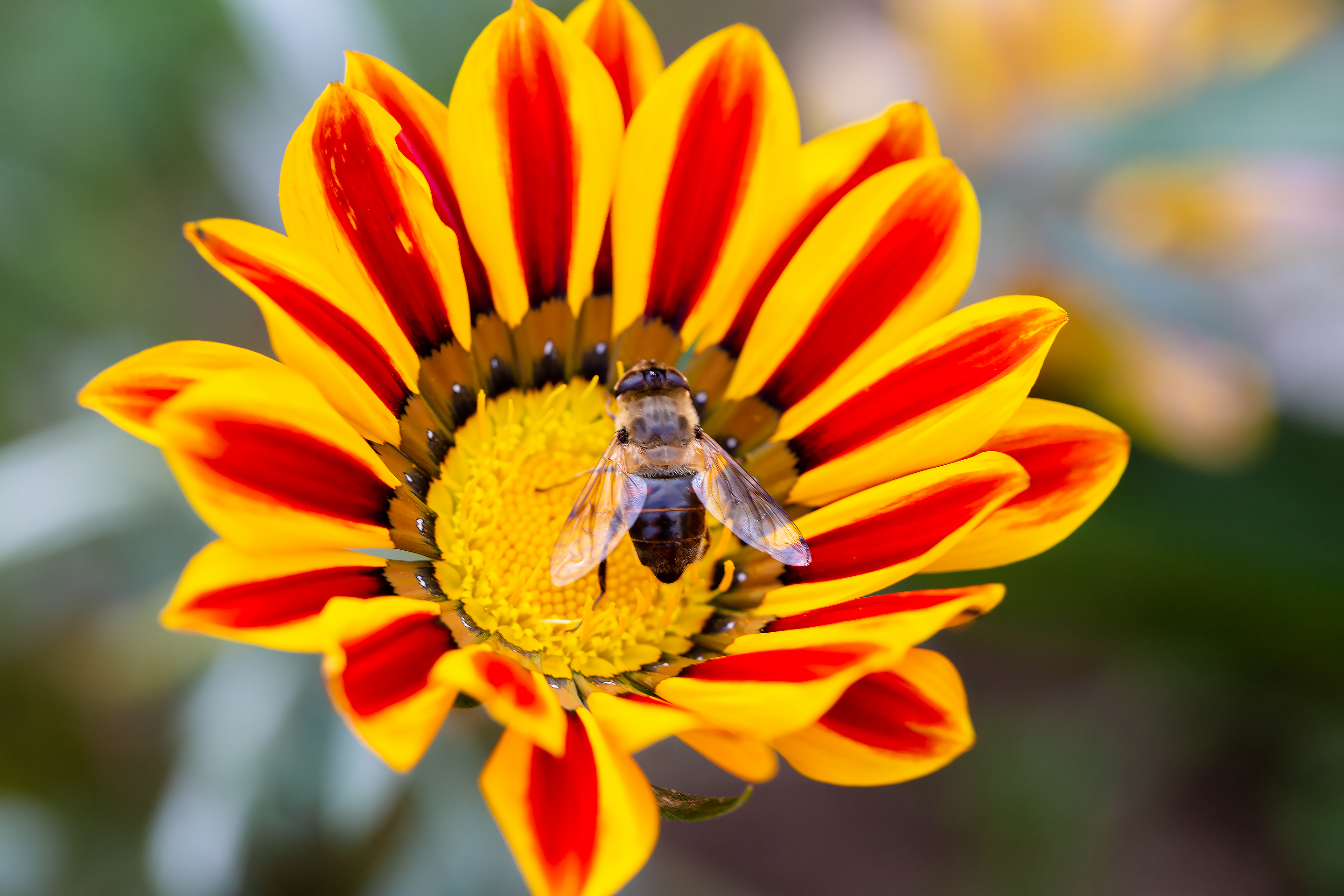 A plumeria fly on a gazania flower