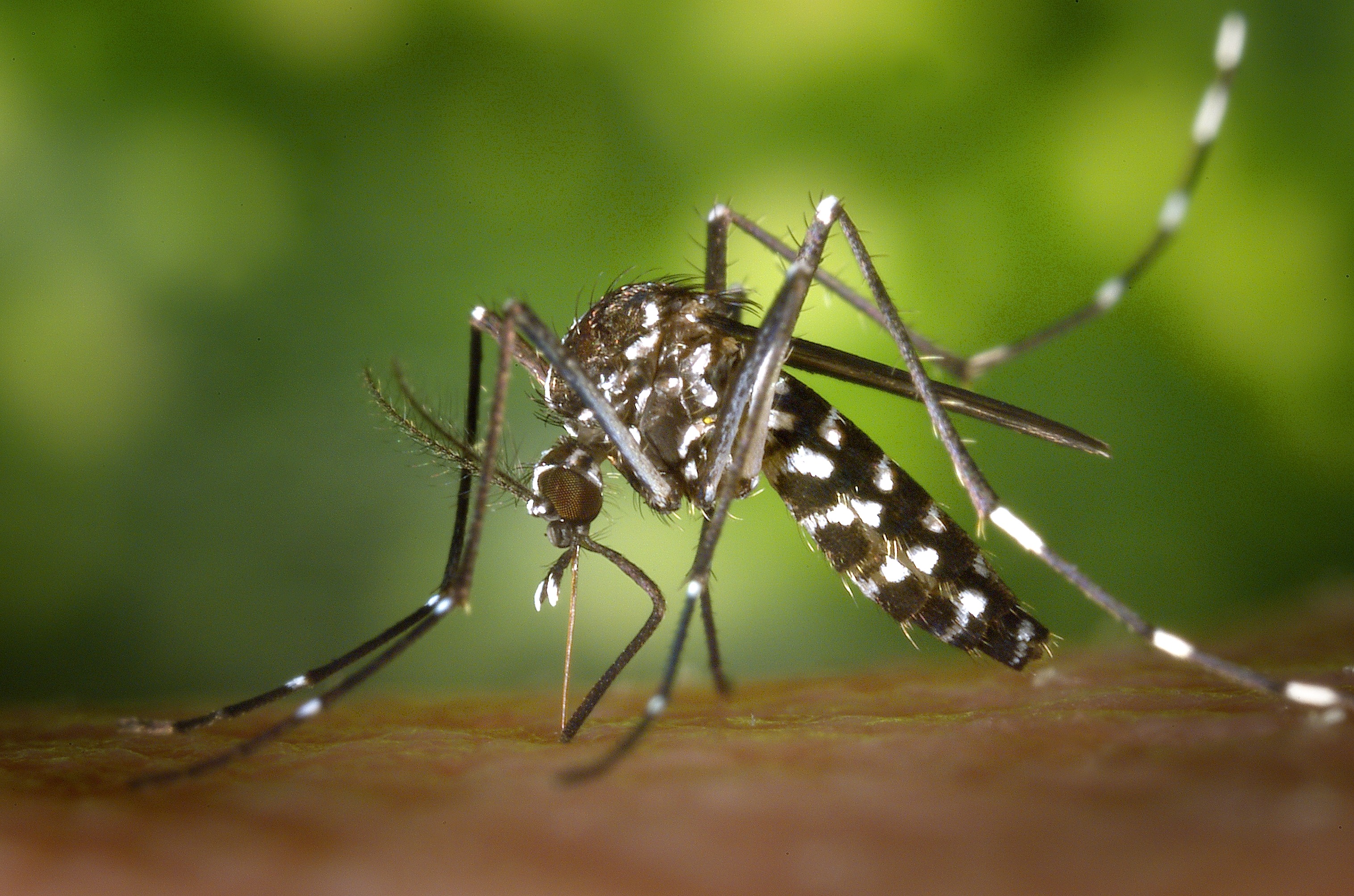 Free photo Striped mosquito