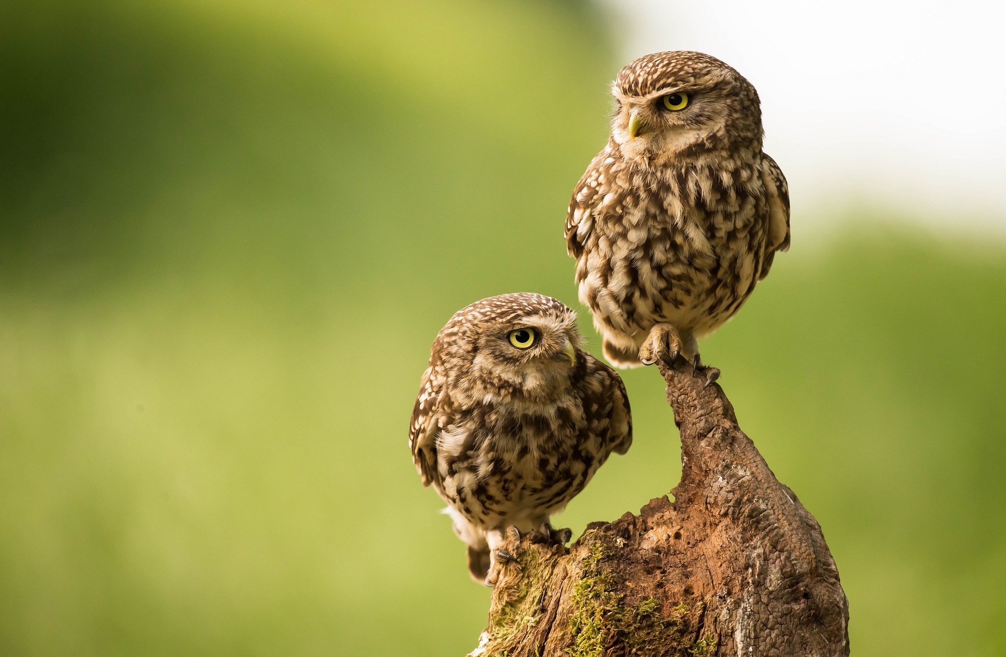 Free photo The owl chicks are frowning on the branches