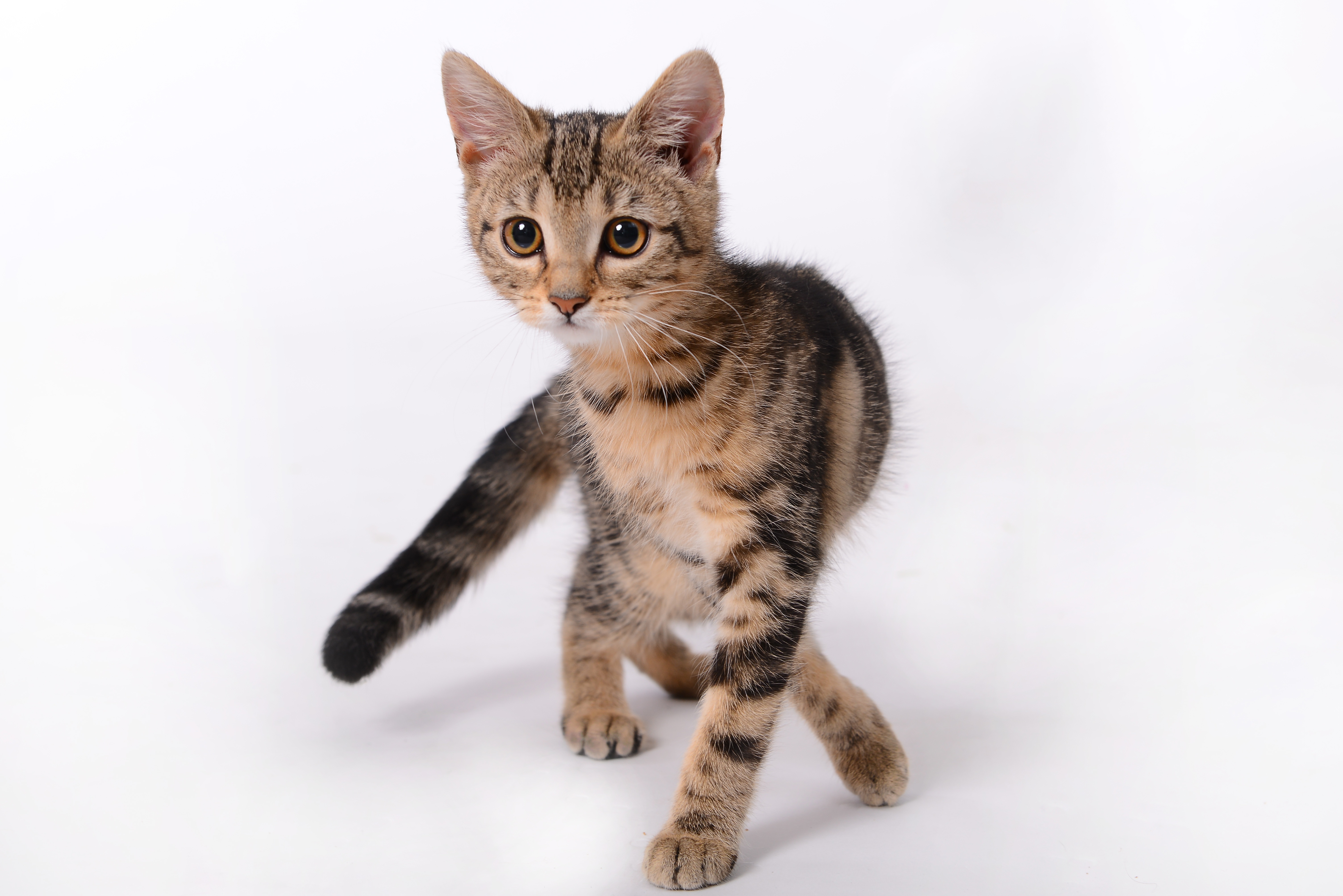 Free photo Kitten on white background