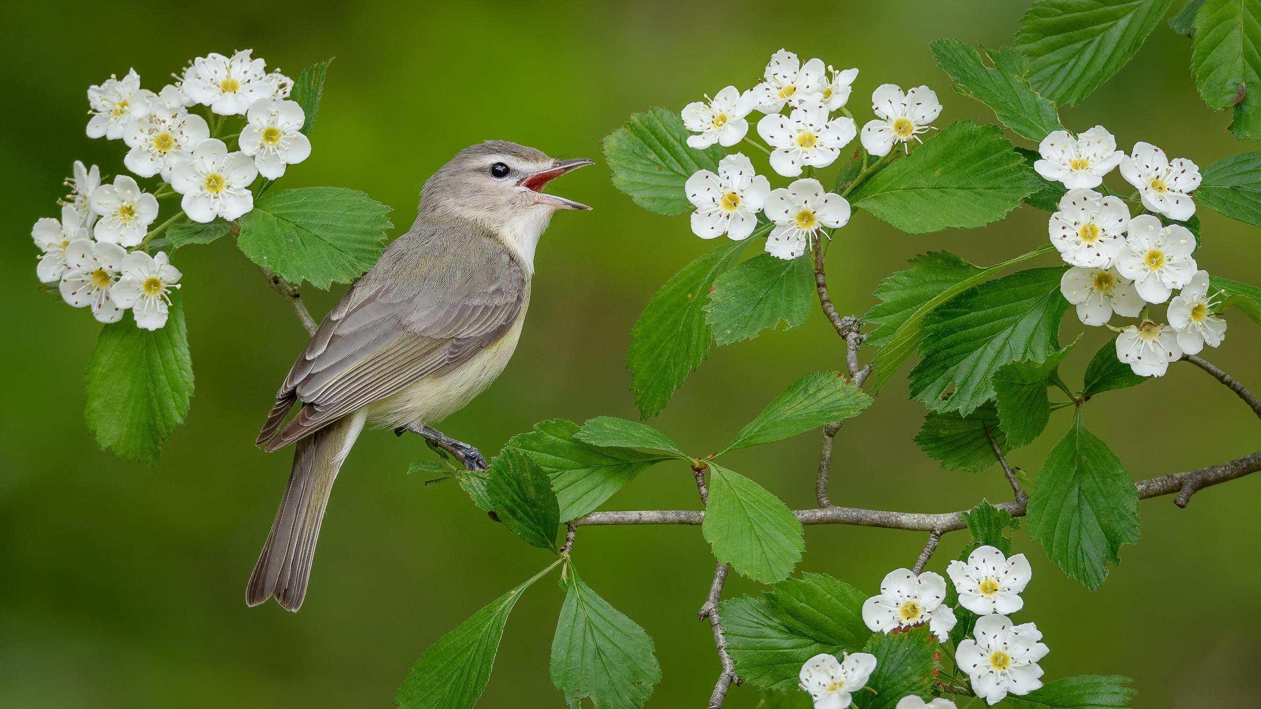 Wallpapers bird on a branch bird flowers on the desktop