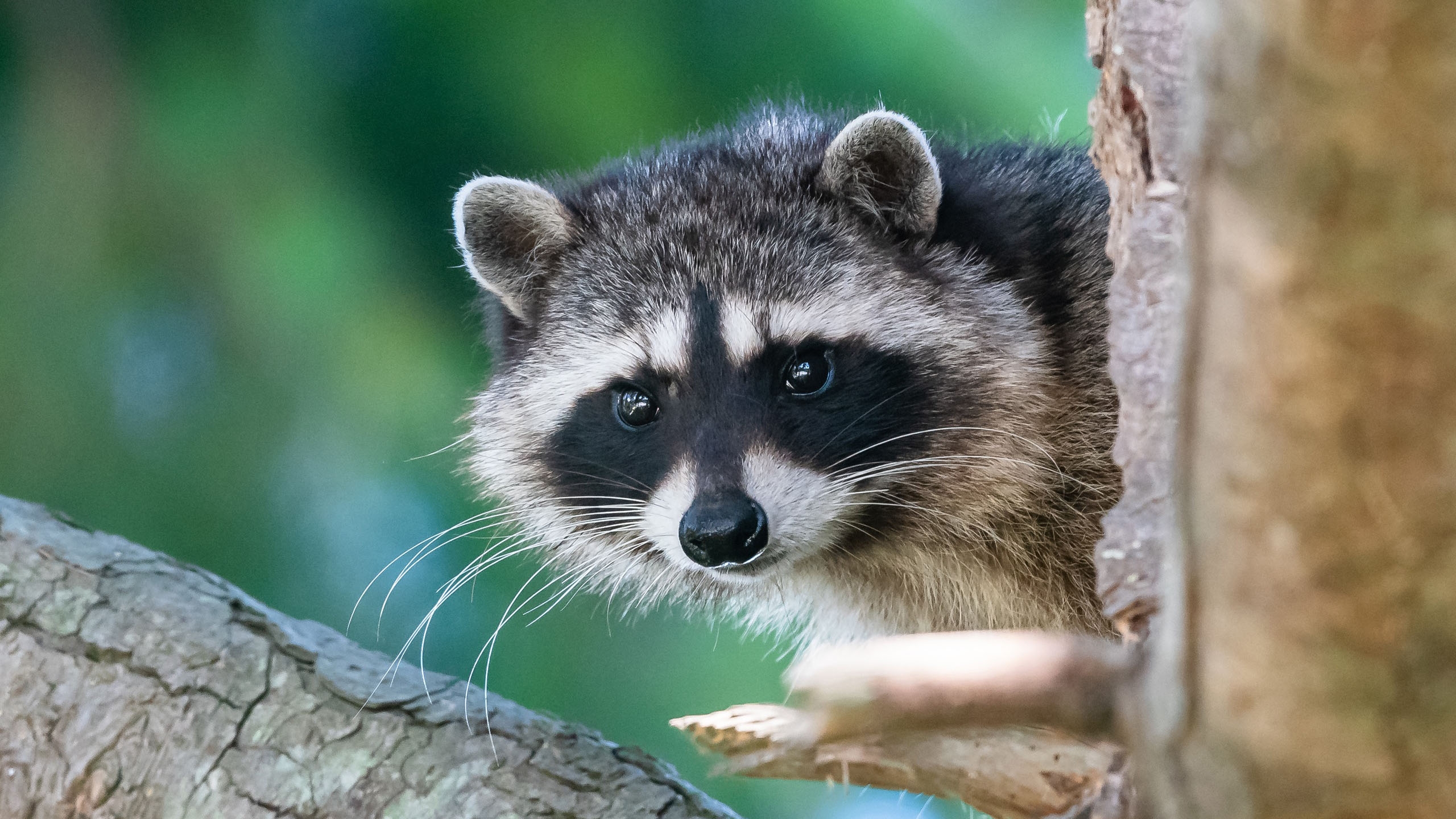 Free photo A raccoon hiding behind a tree