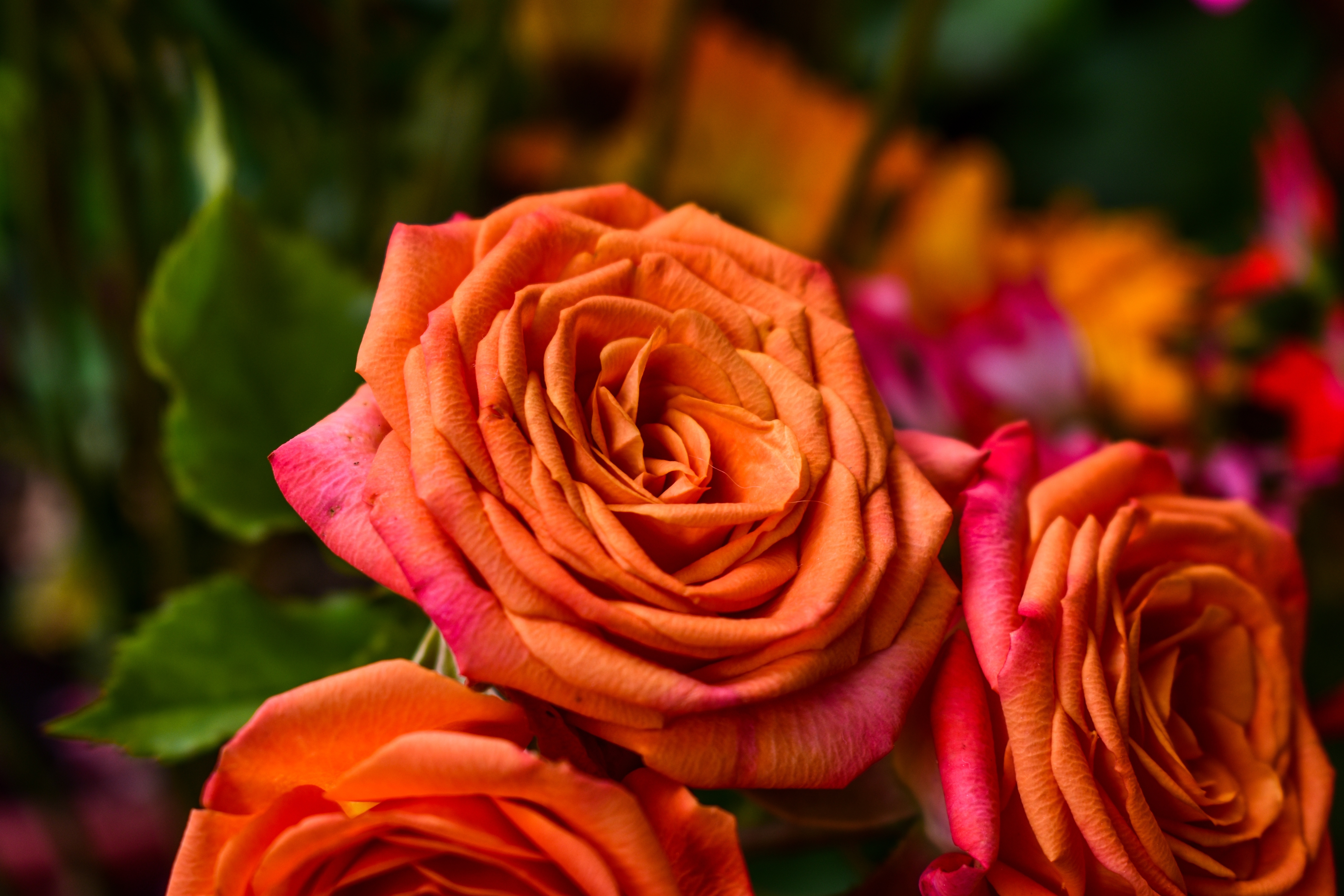 免费照片橙色玫瑰花蕾