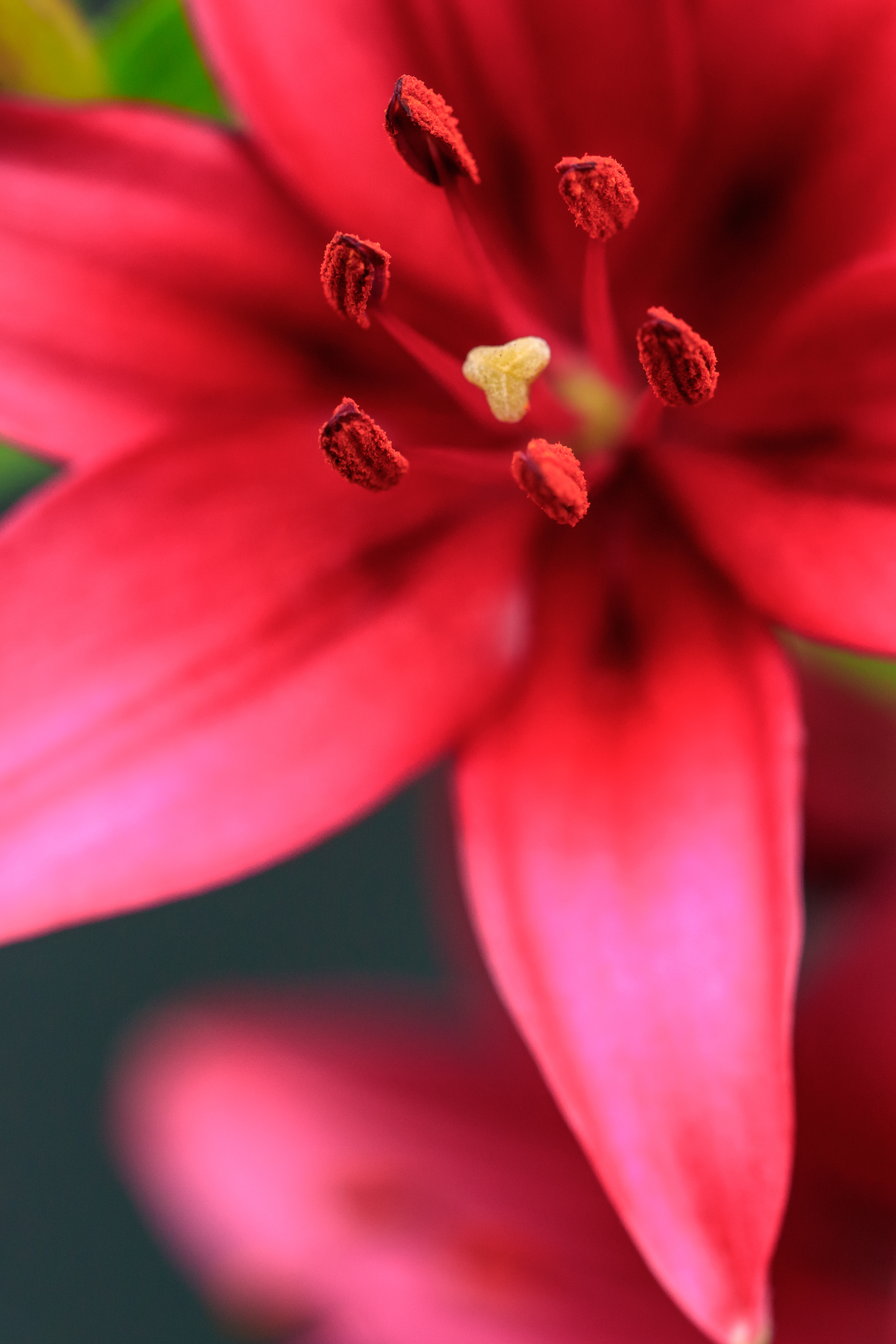 Free photo Red flower stamens